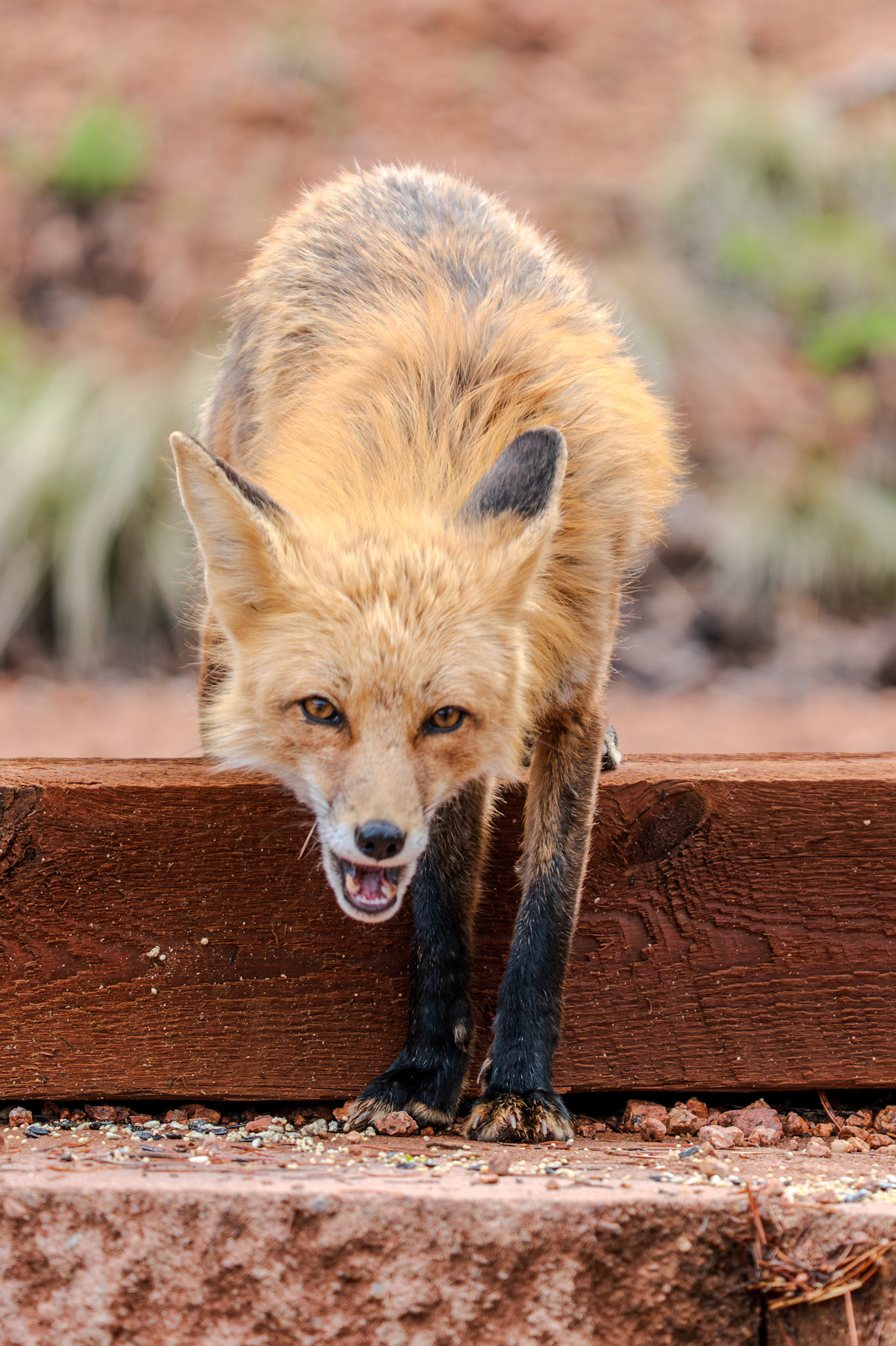 Clever fox