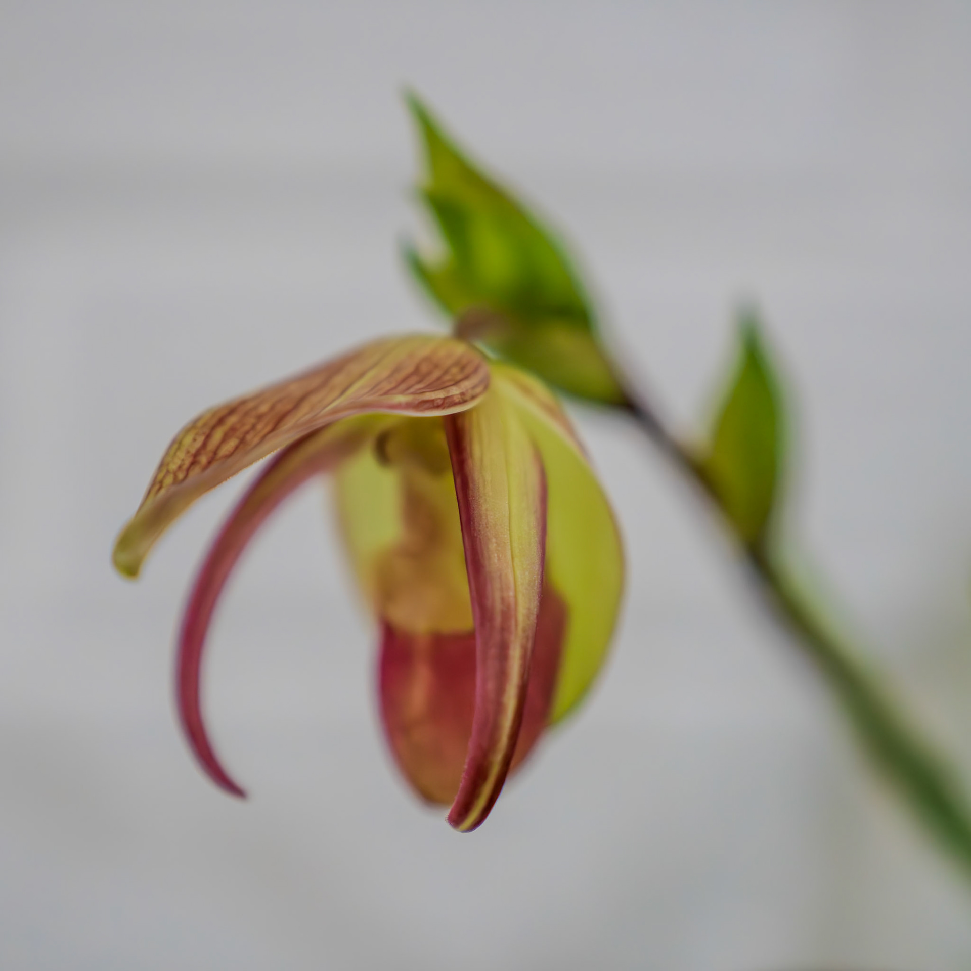 "Phrag. Peruflora's Spirit" from Birdman