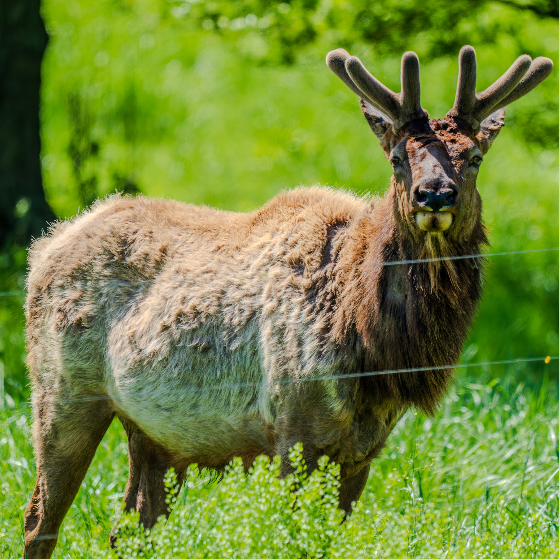 Bull Elk