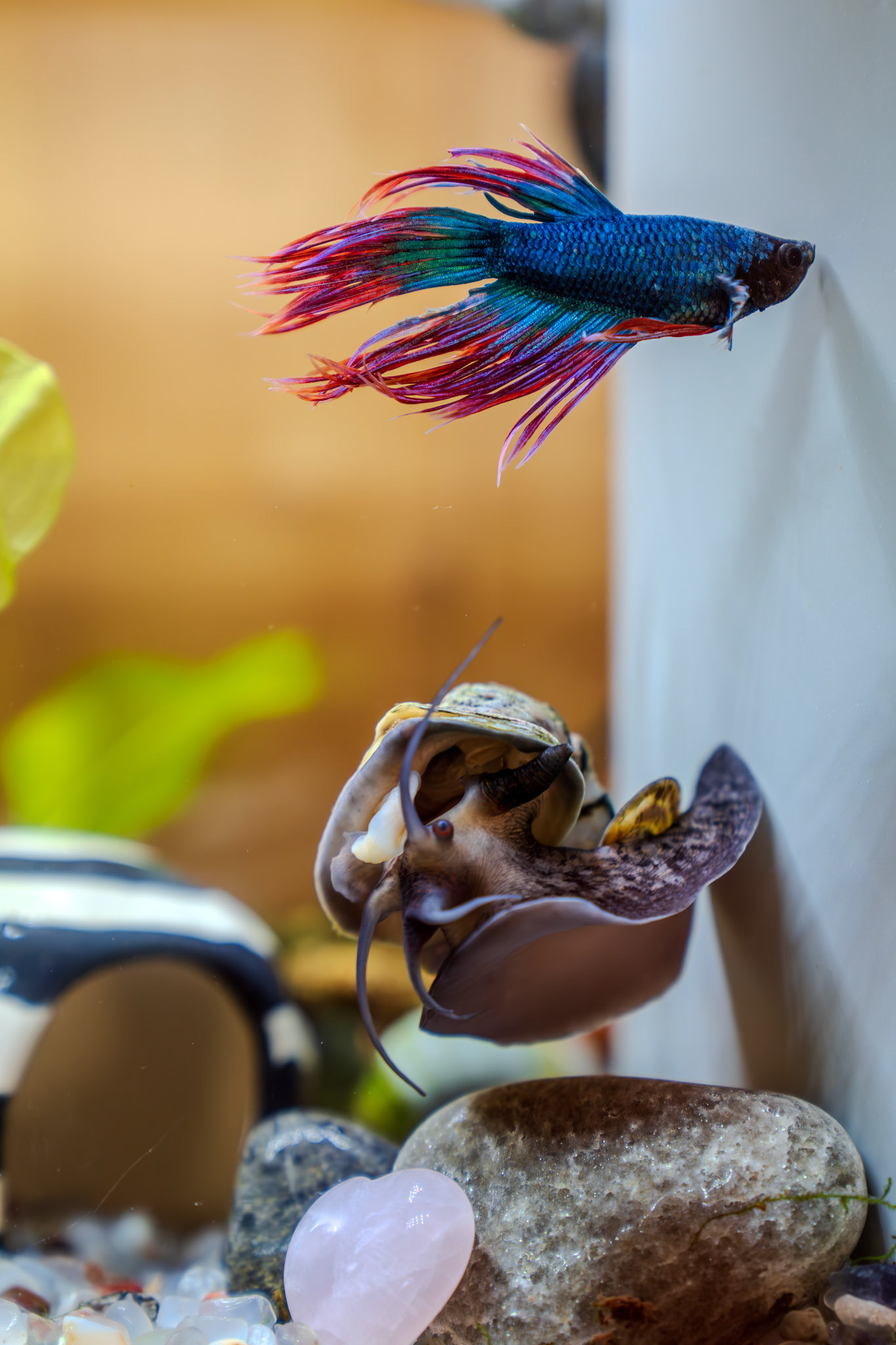 Floozy and Blue