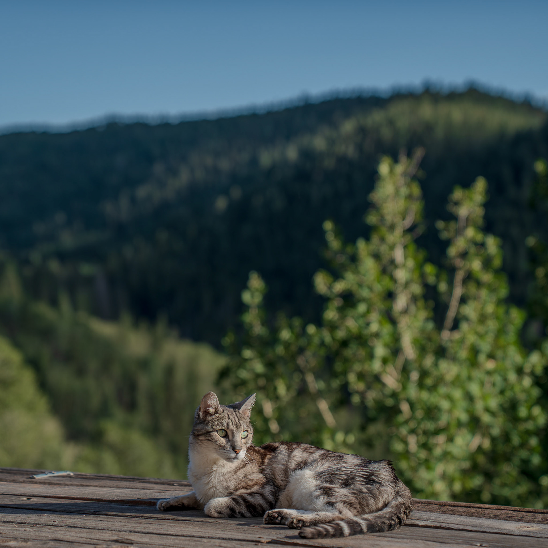 Mini mountain lion