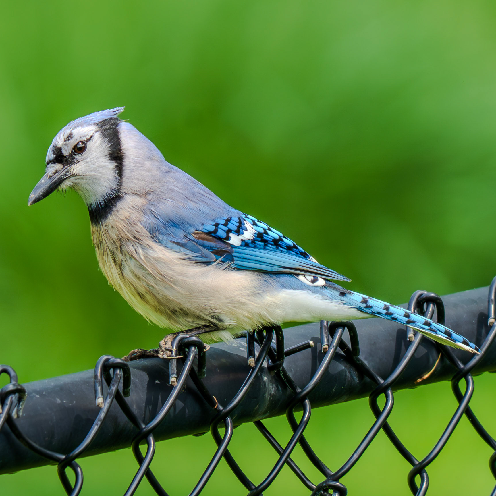 Sitting Blue Jay
