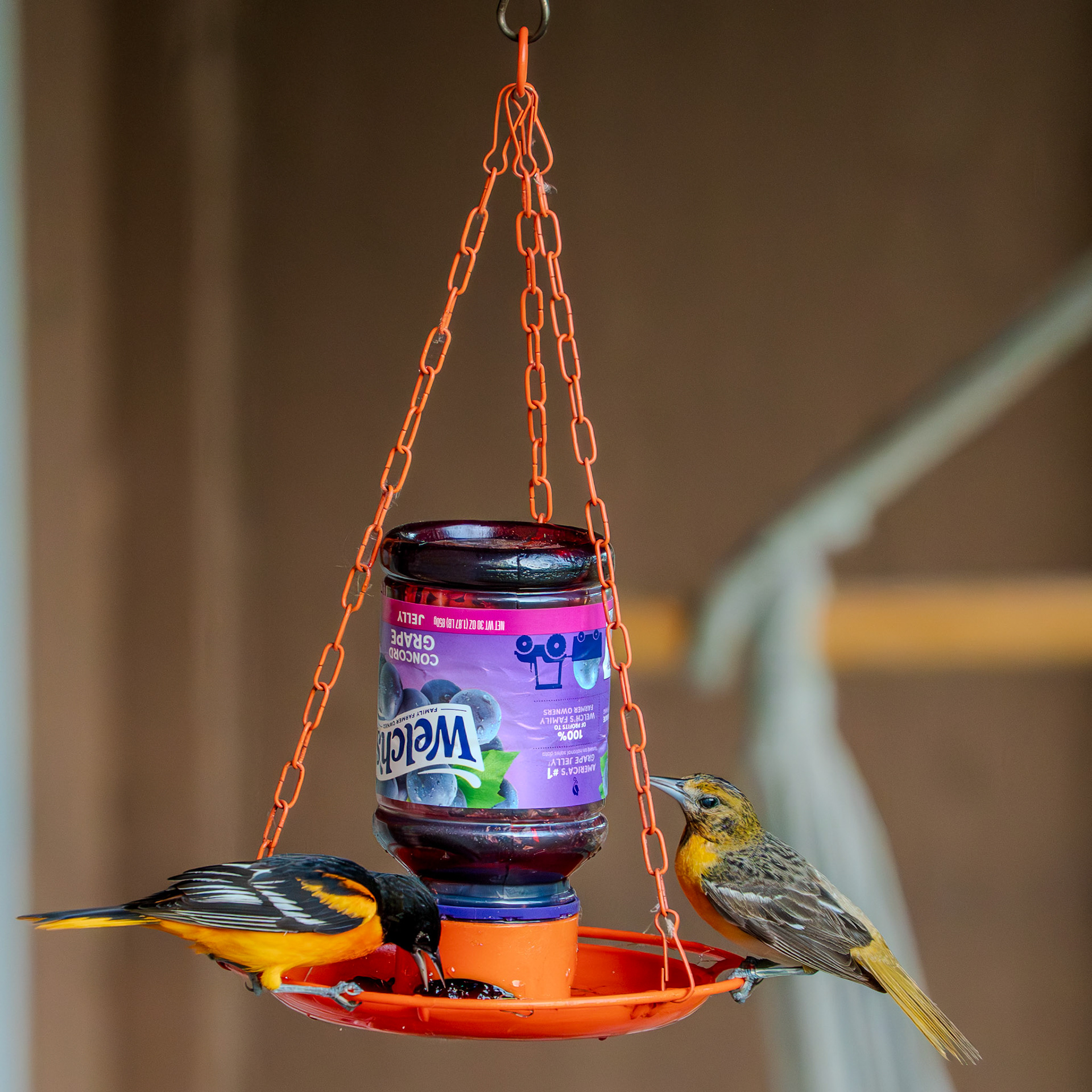 Bird breakfast