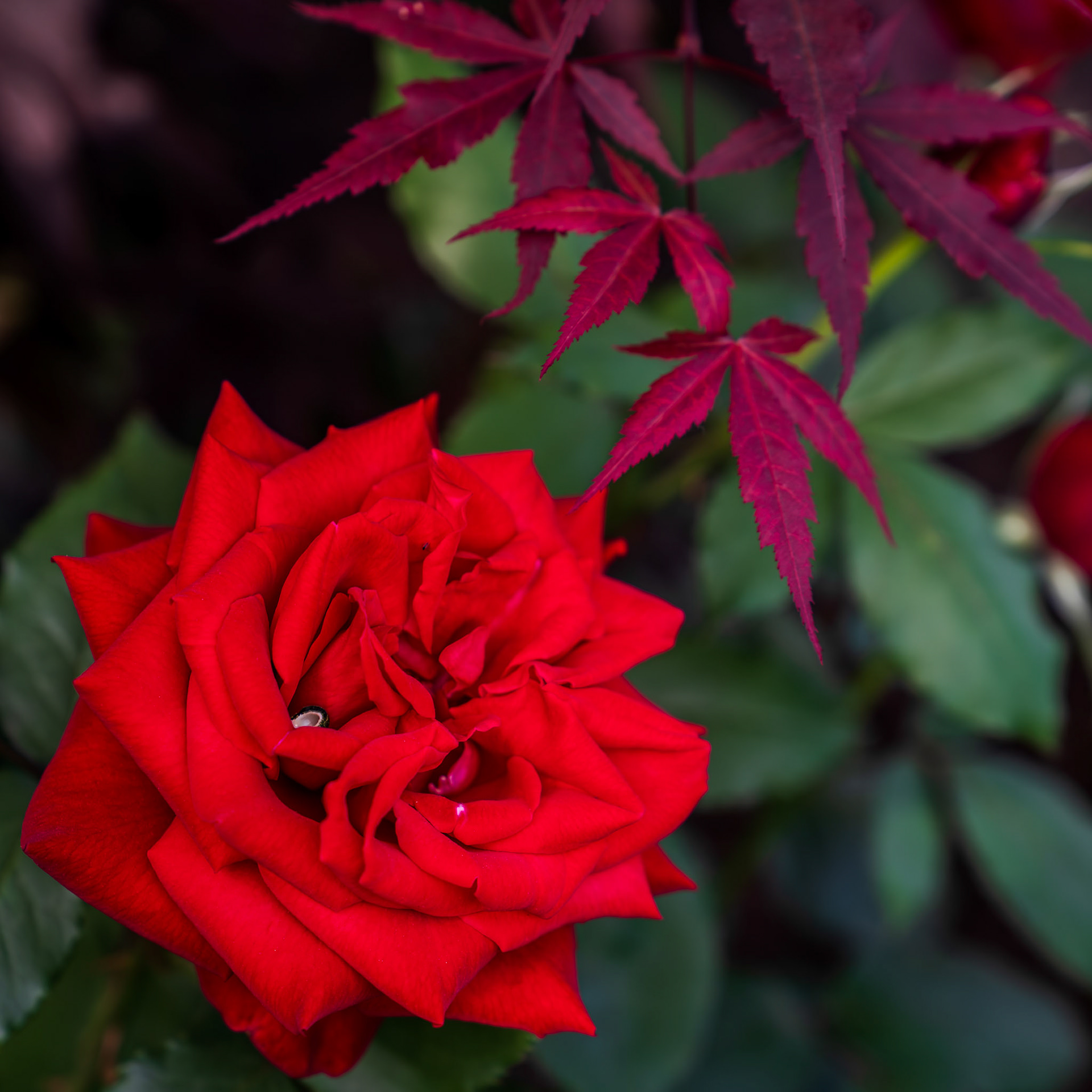 Need to find out the name of these plants