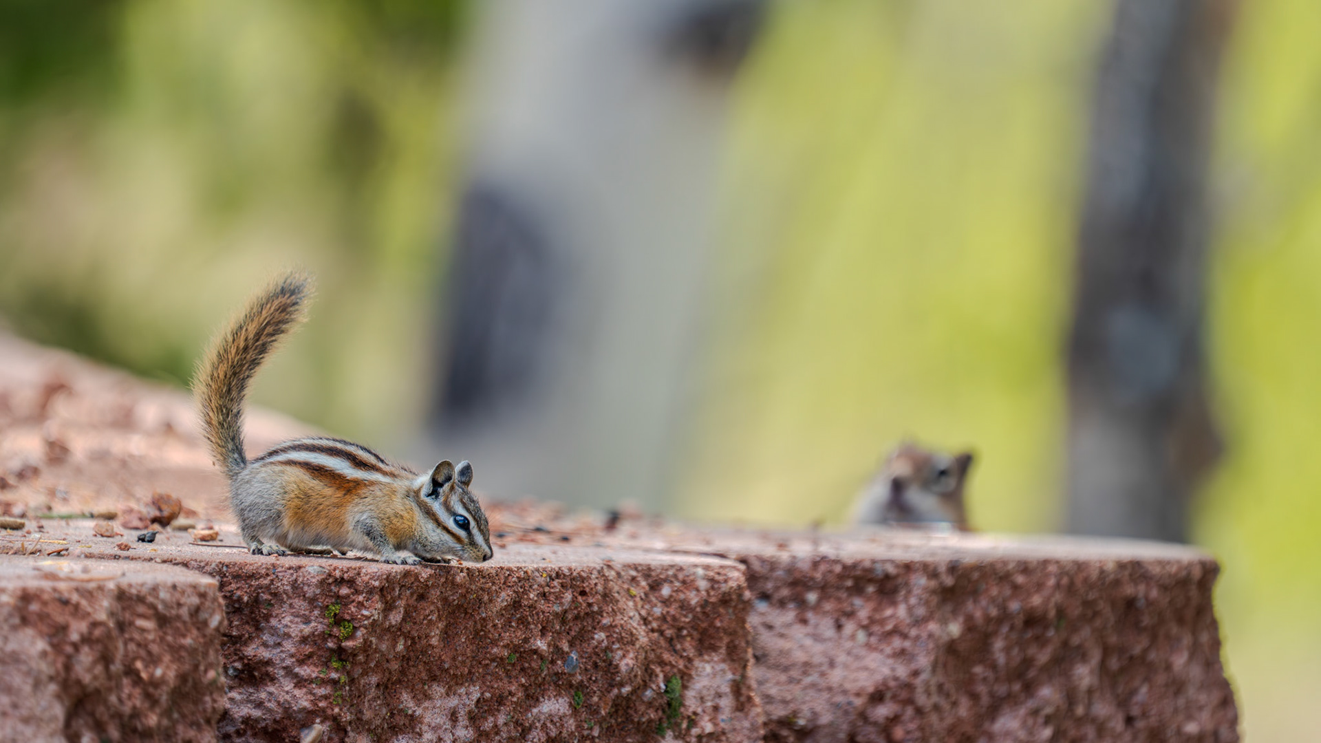 Curious baby chipmunk