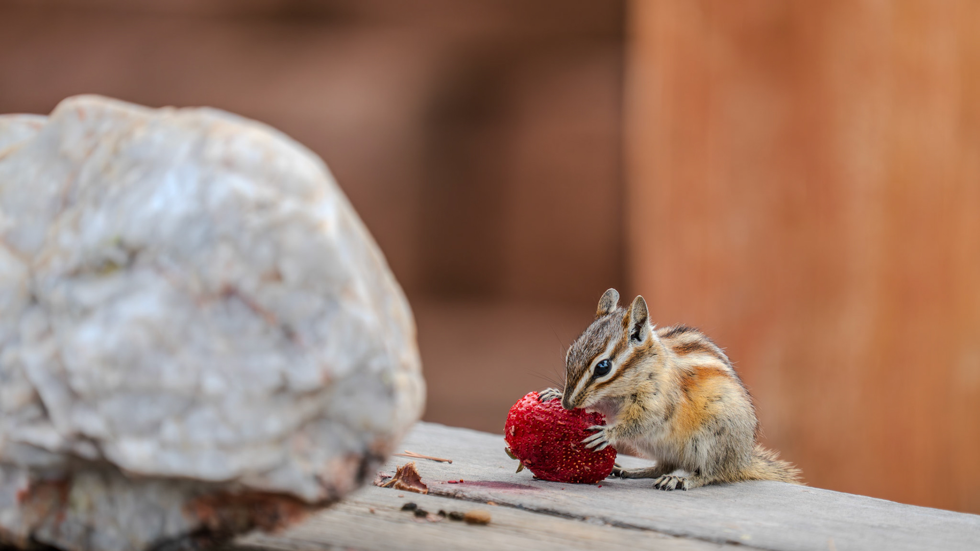 Hungry baby chipmunk