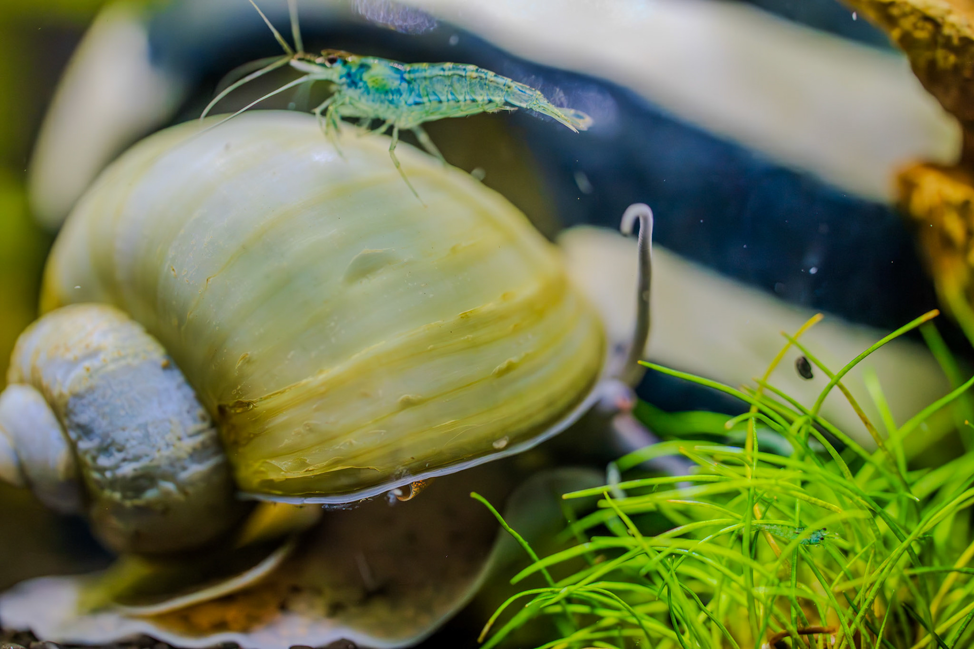 Snail Rides