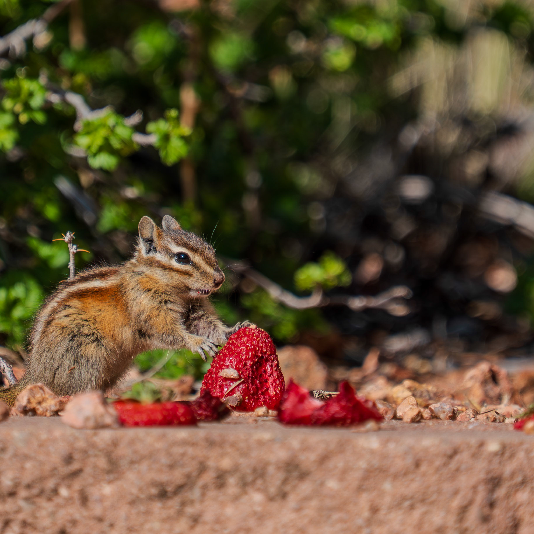 Hungry baby chipmunk