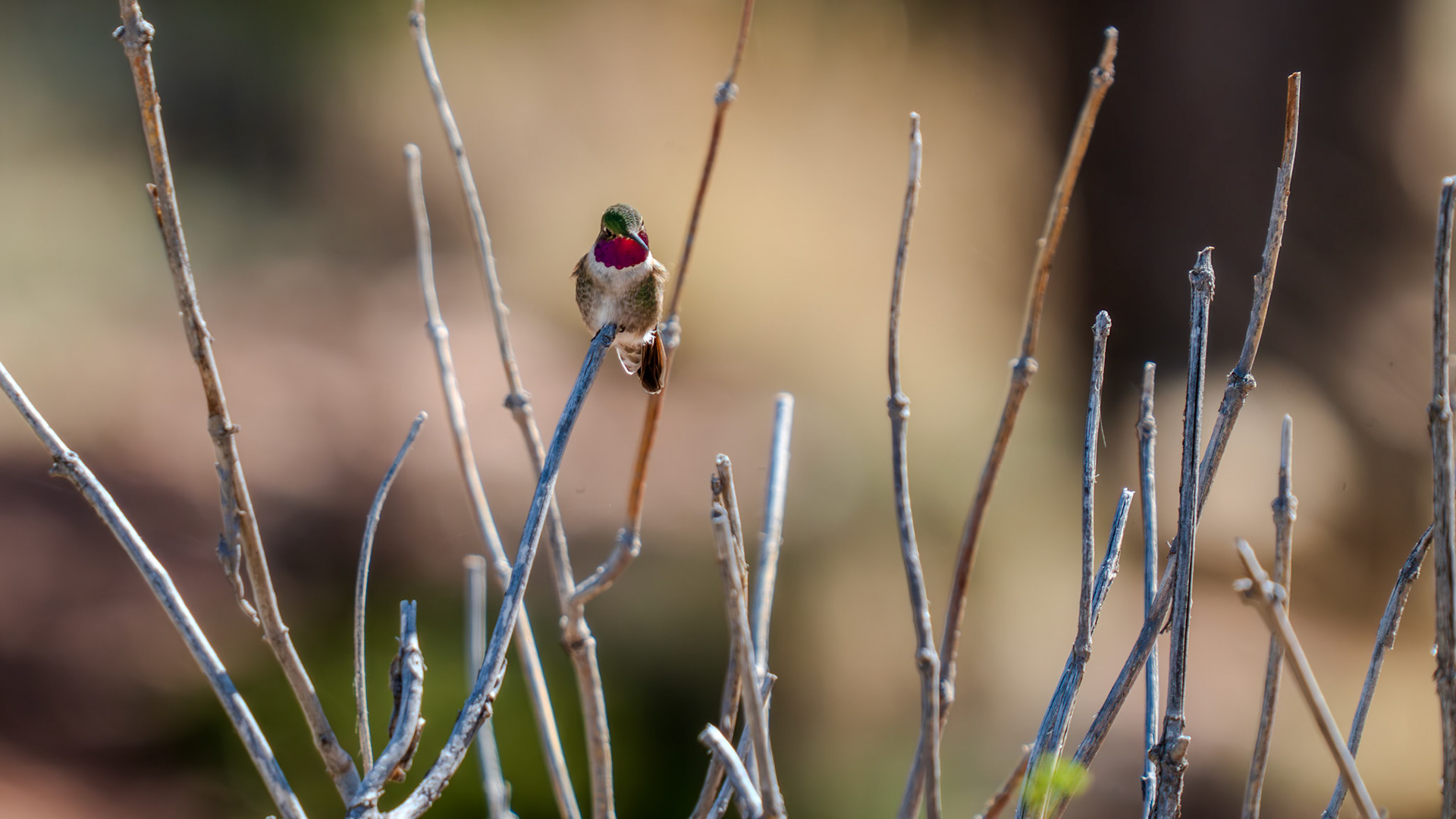 Small mountain hummingbird