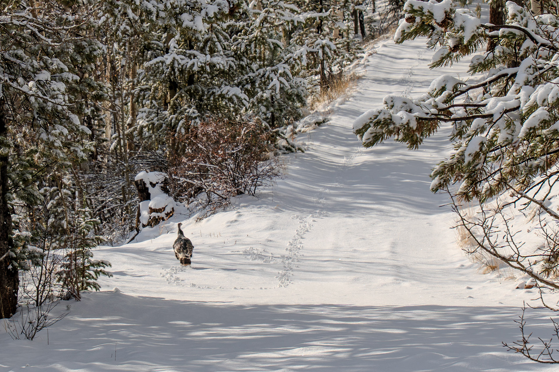 Sentry of the turkey