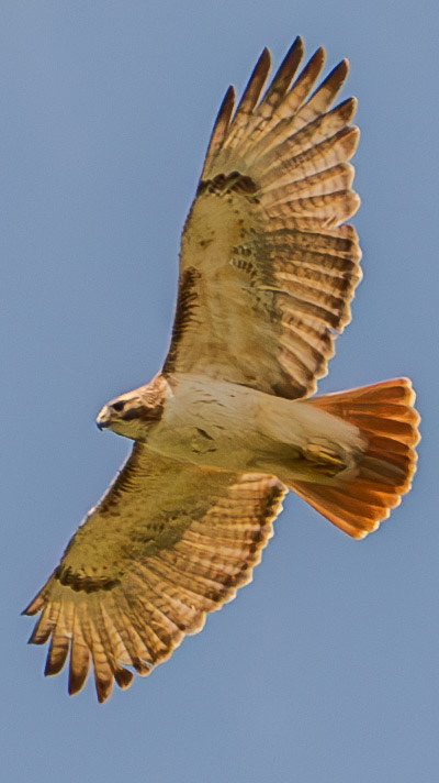 Red Tailed Hawk