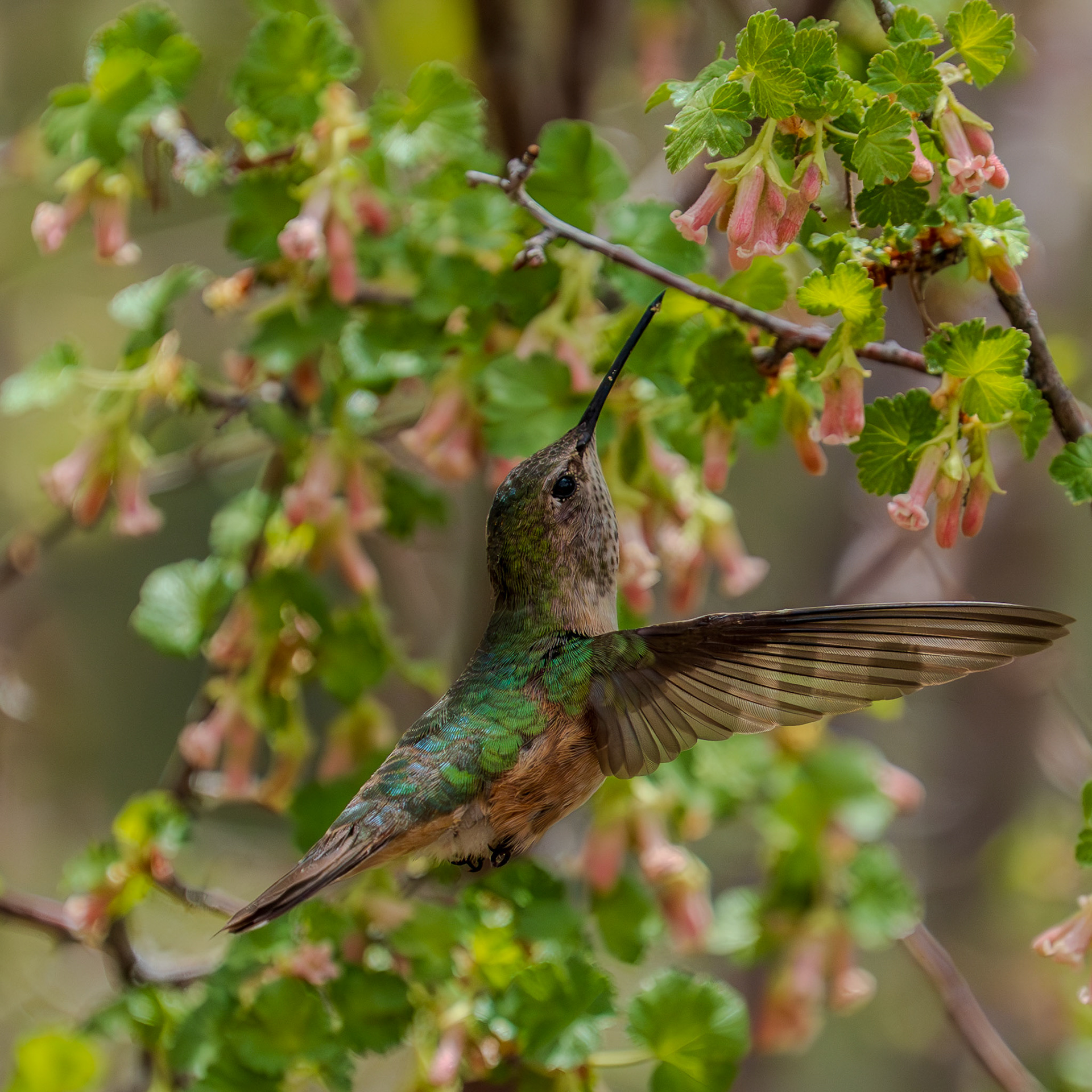 Hummingbird