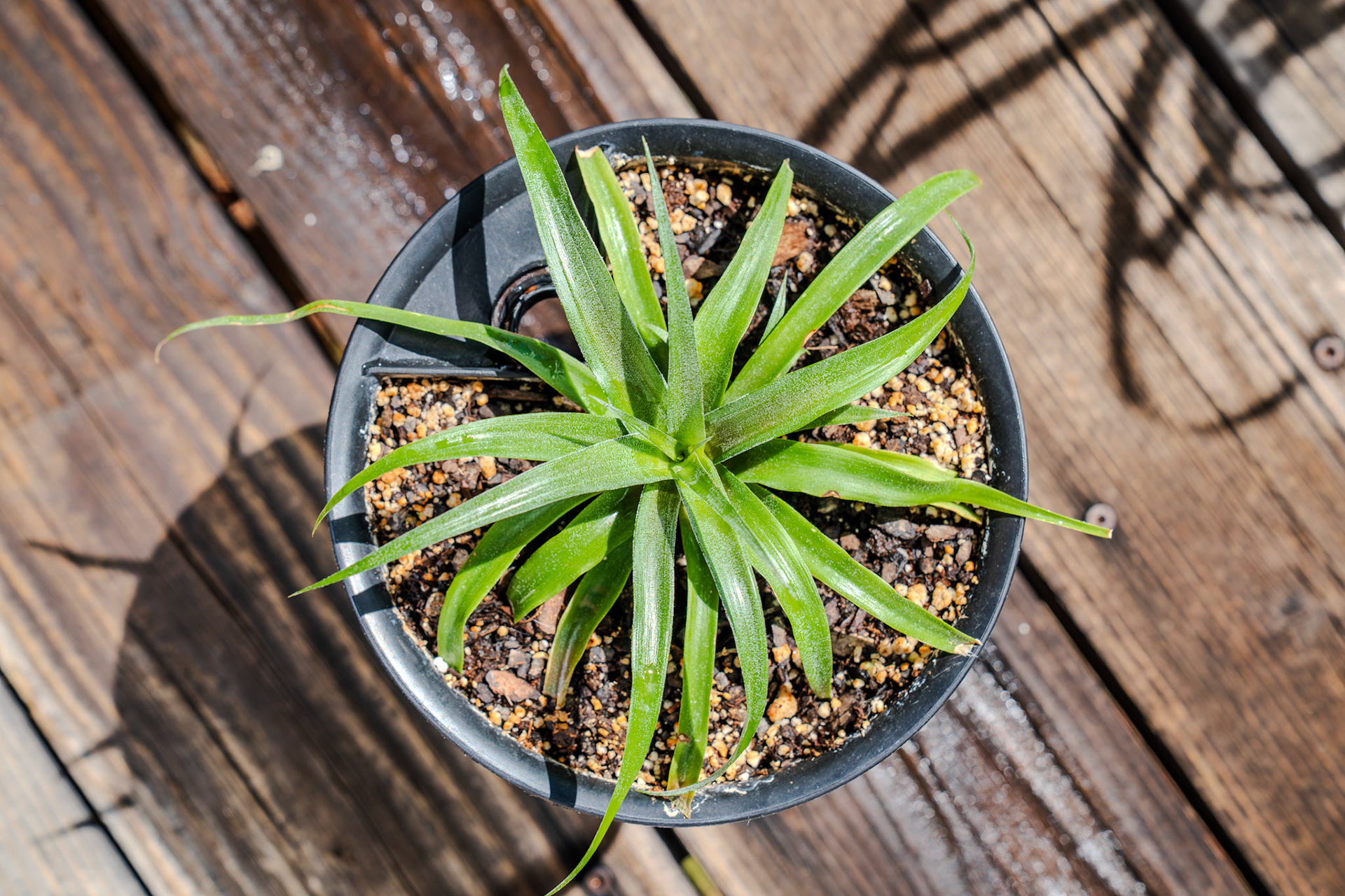 Jade pineapple