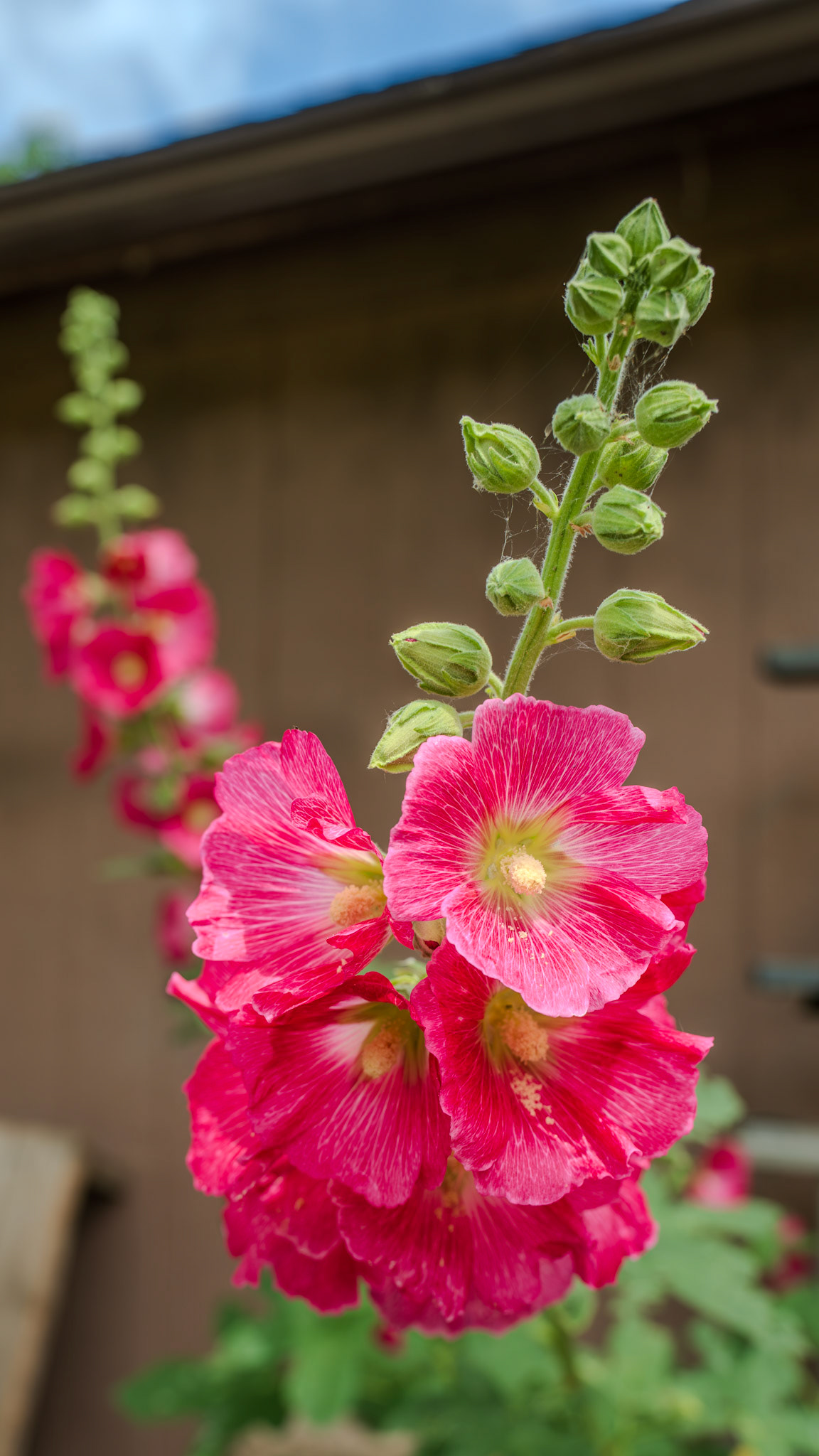 Hollyhocks