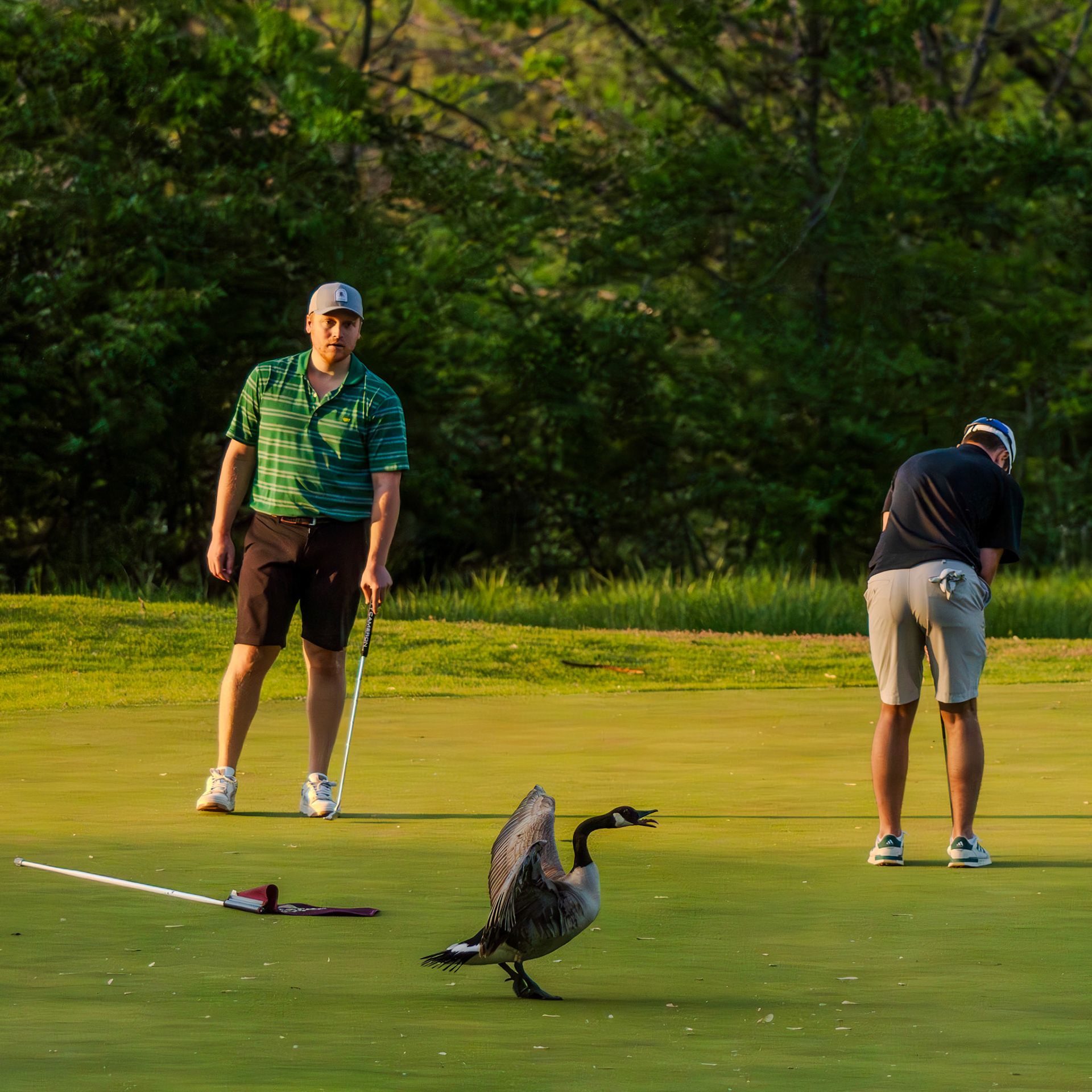 Goose displaying dominance over man