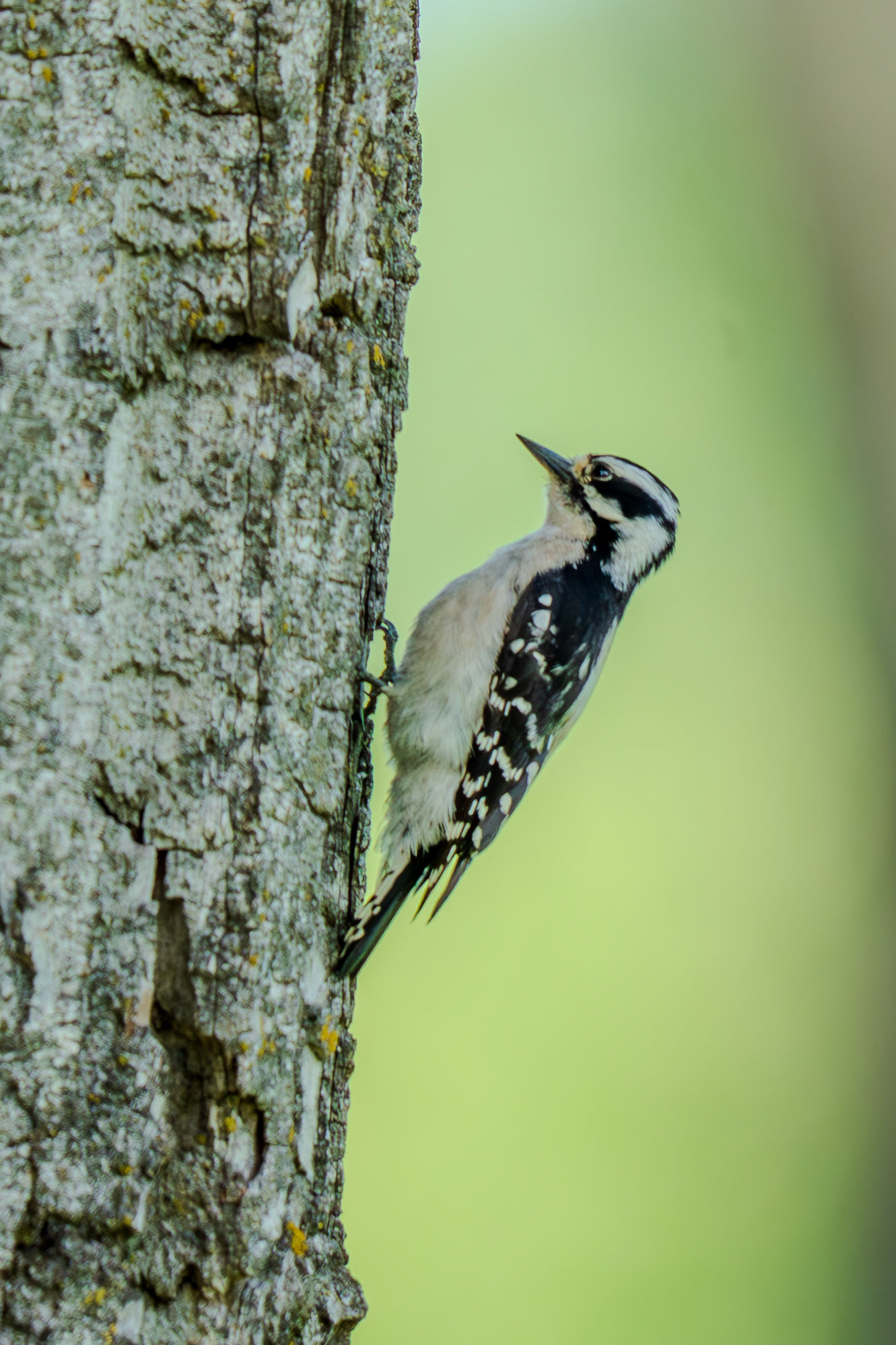 Woodpecker