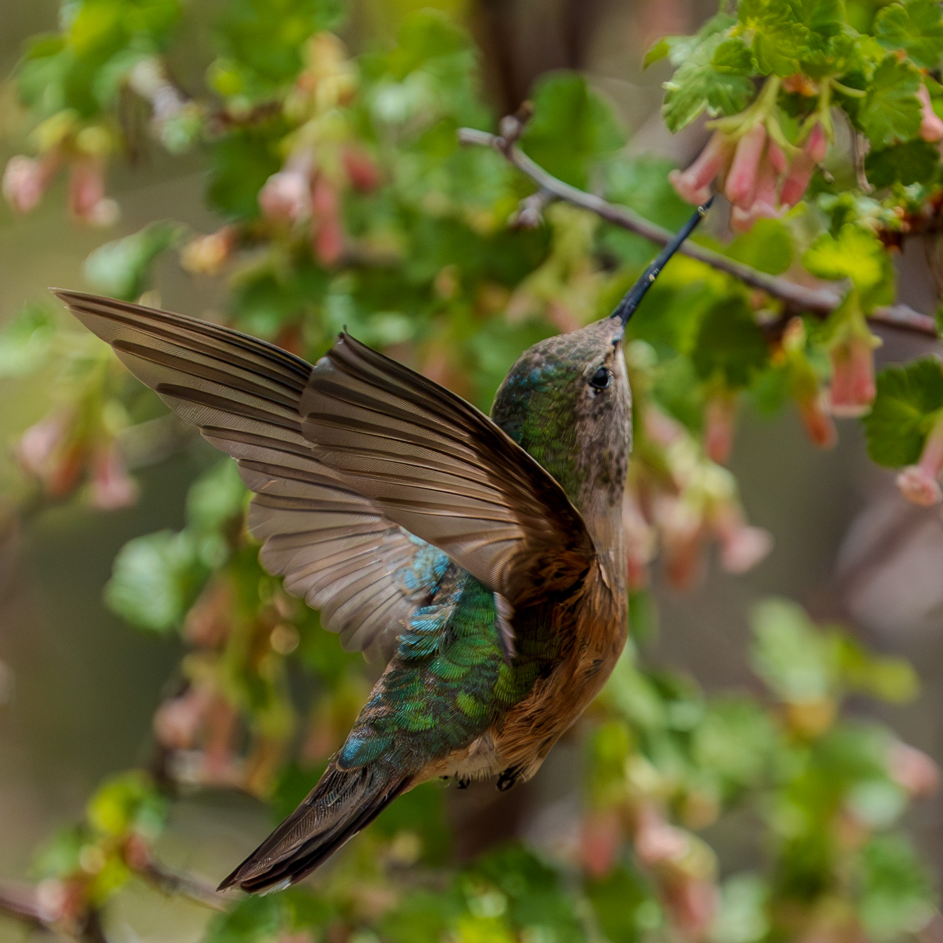 Hummingbird