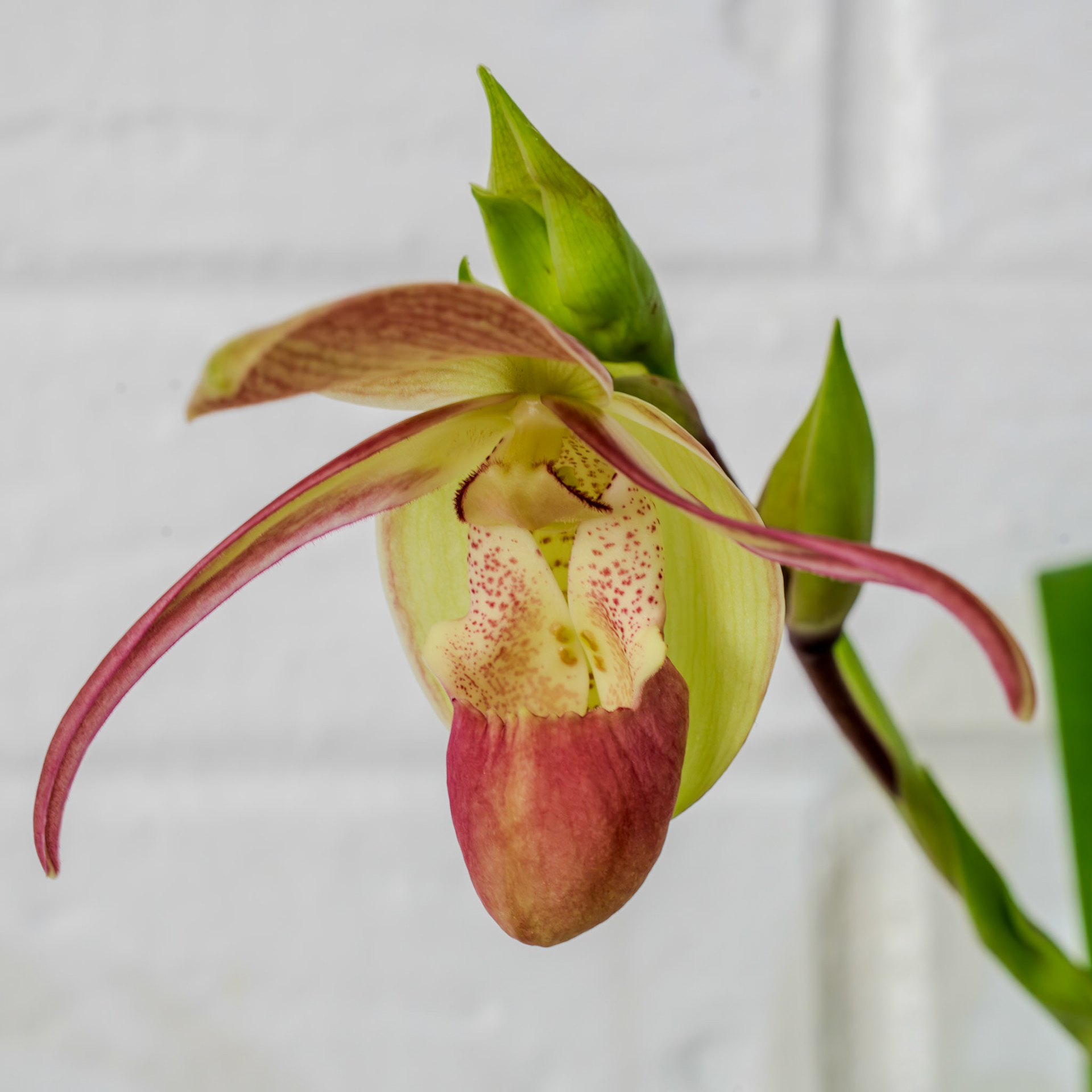 "Phrag. Peruflora's Spirit" from Birdman