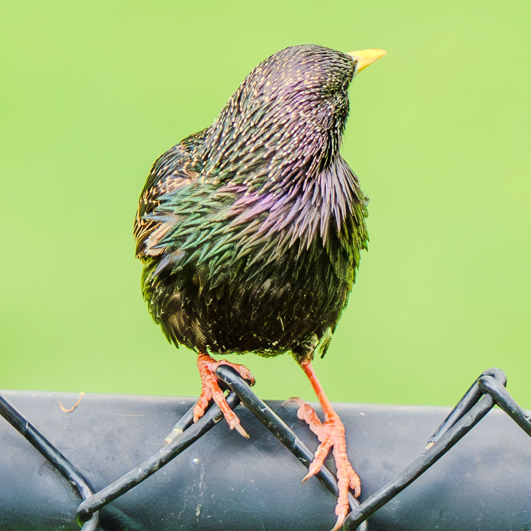A colorful starling