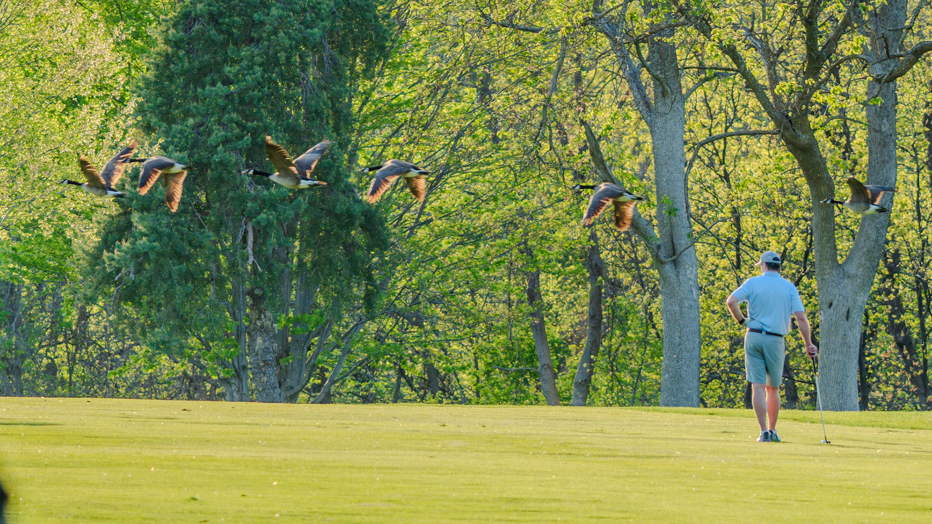 Geese taking off