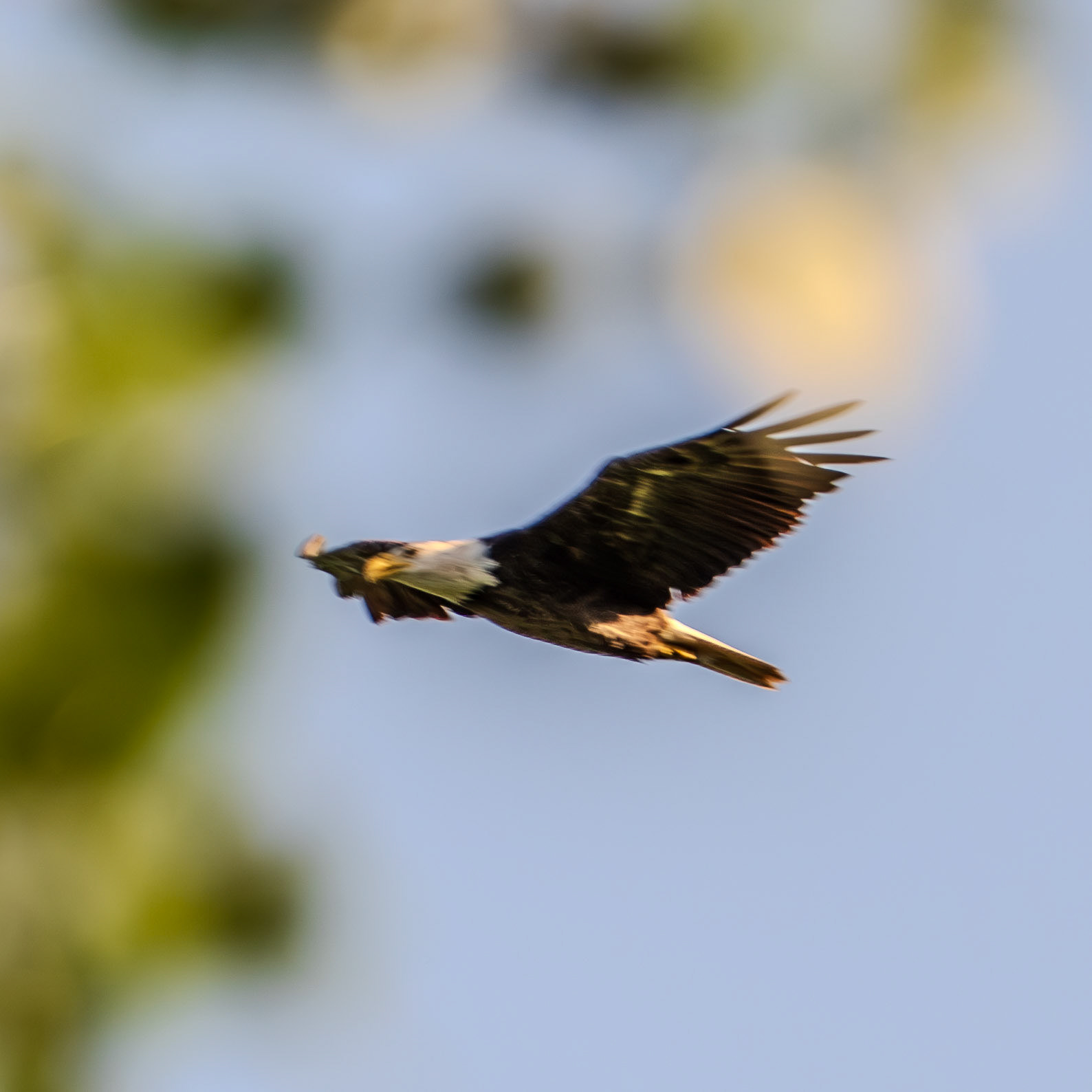 Bald Eagle