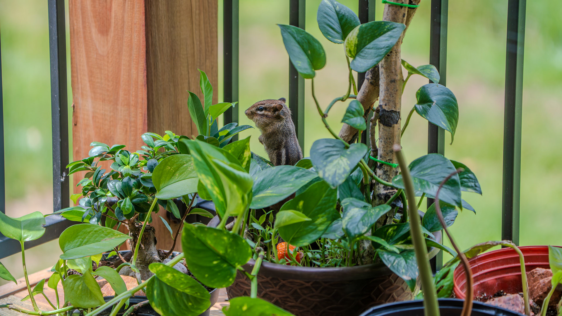 Our local gardner chipmunk