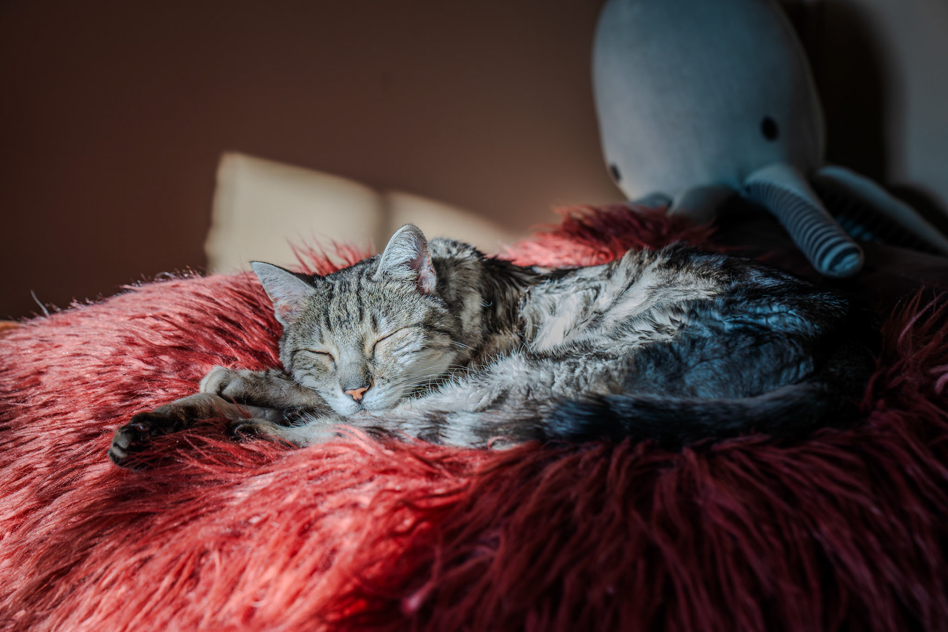 Sleepy Bert