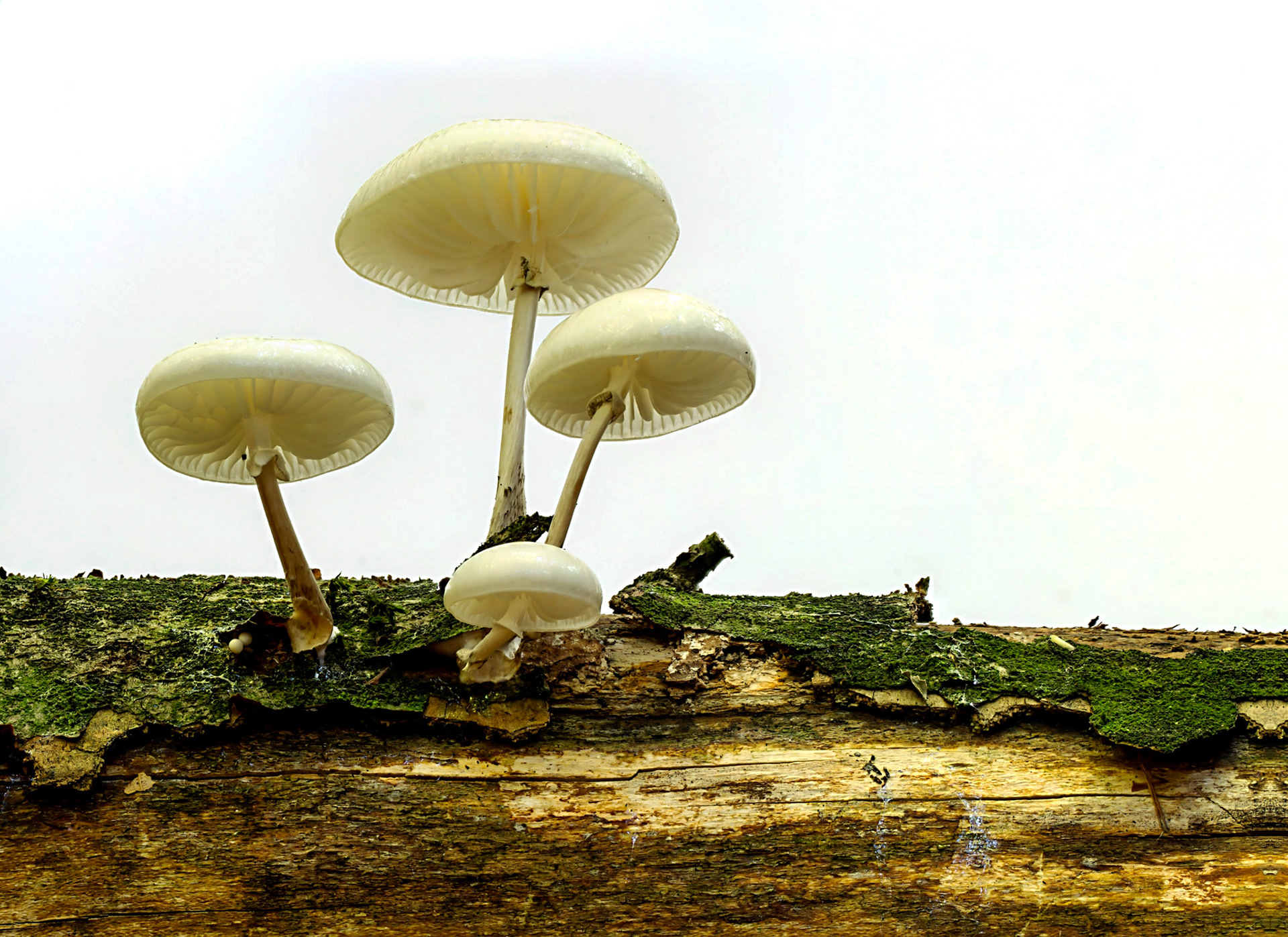 Modified by CombineZP