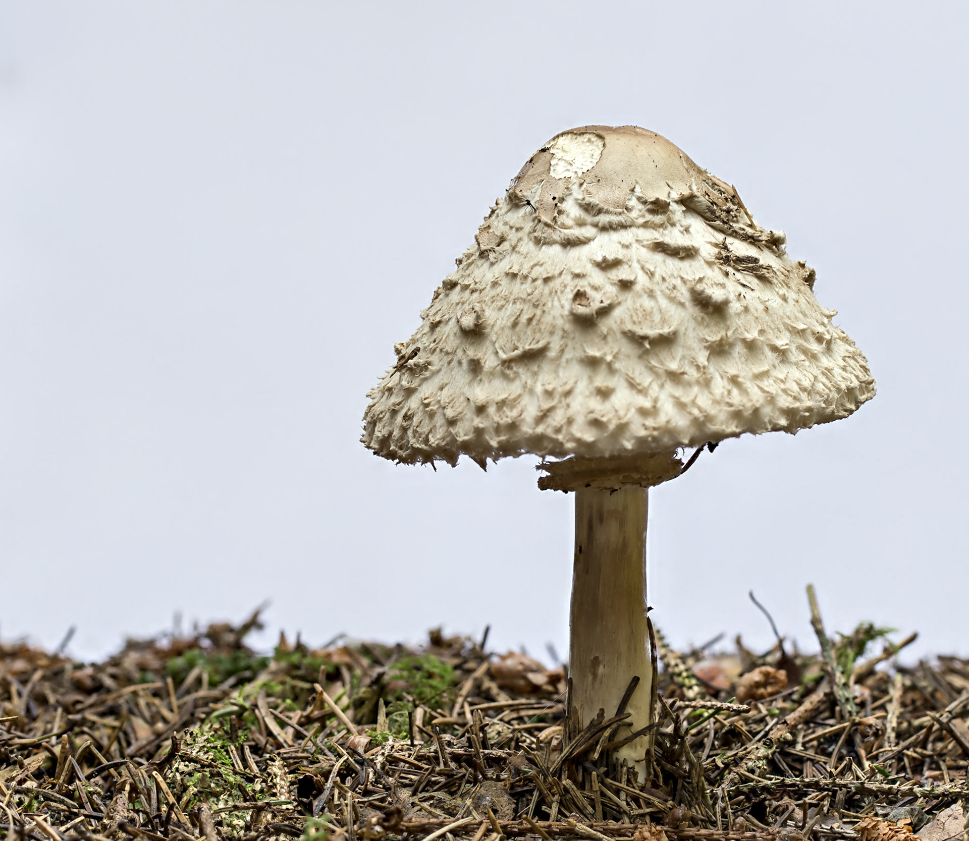 Modified by CombineZP