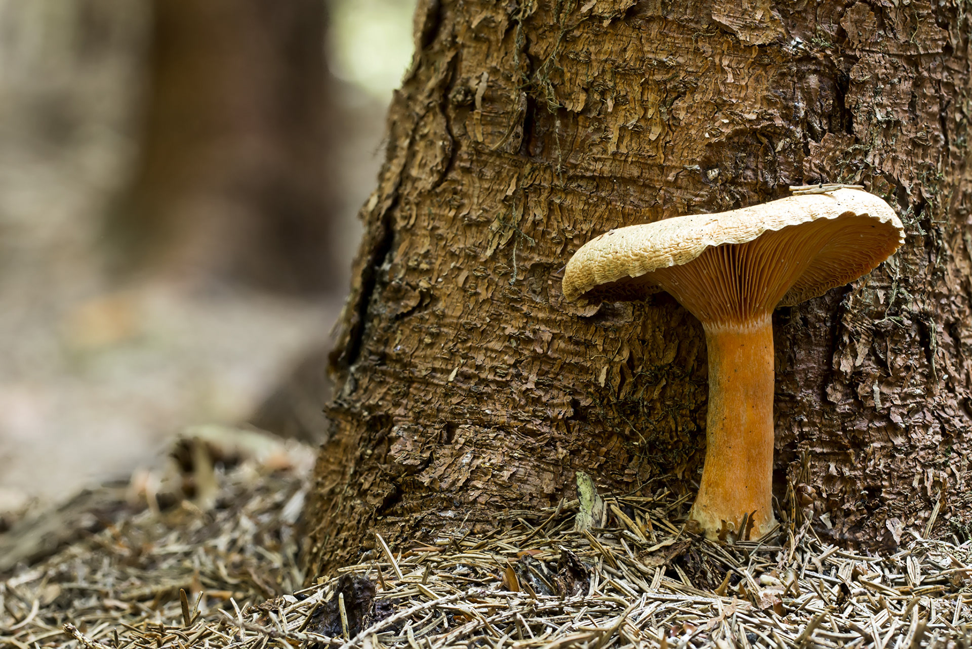 Modified by CombineZP