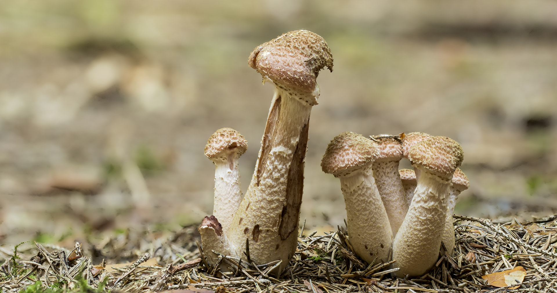 Modified by CombineZP