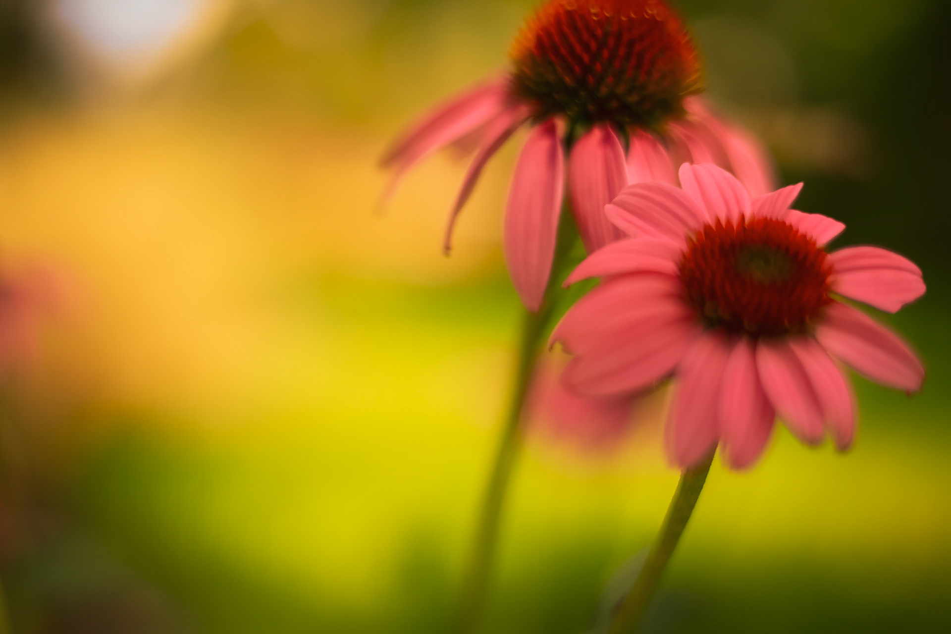 Coneflower