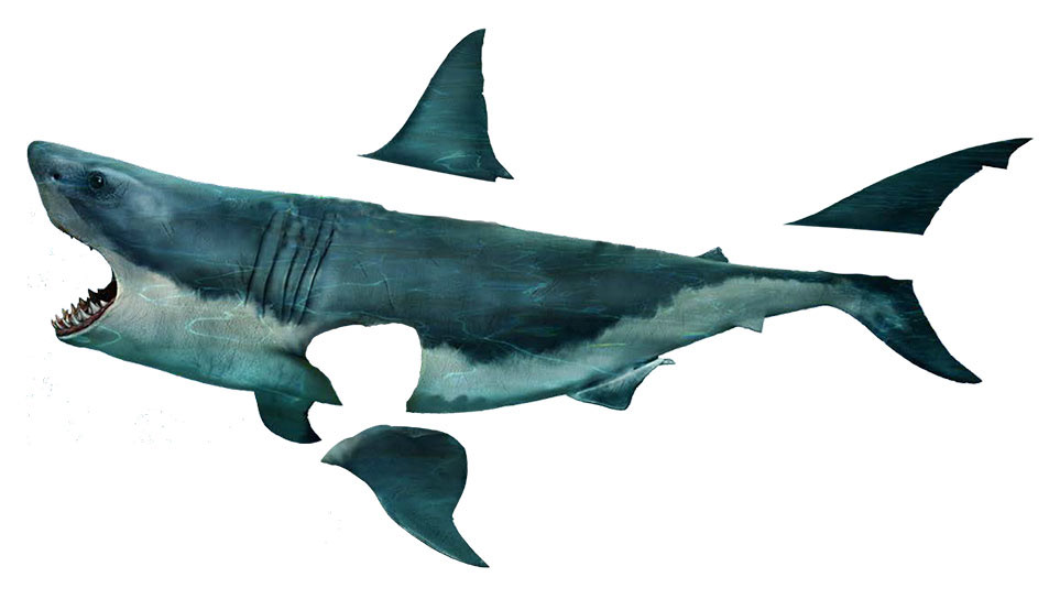 Final Shark With Fins apart