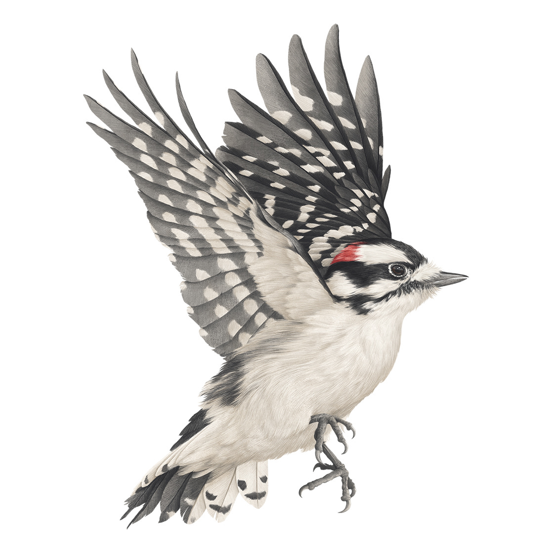 Downy Woodpecker