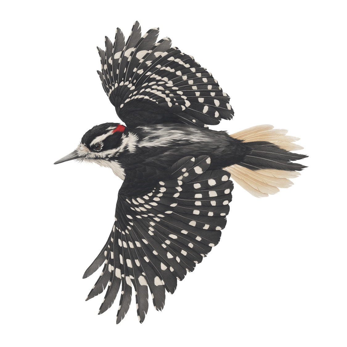 Hairy Woodpecker