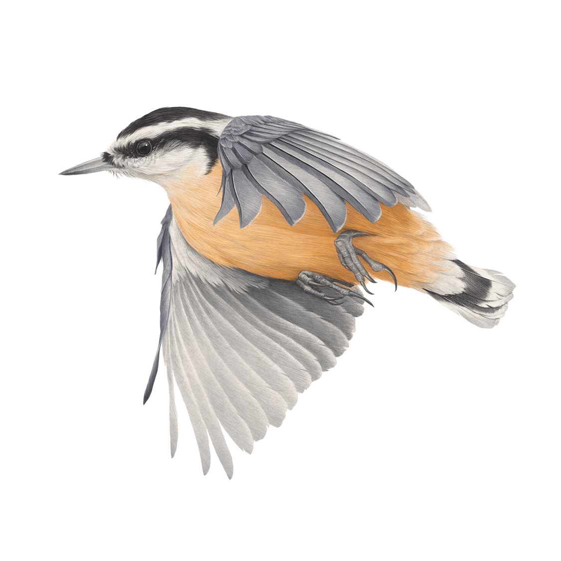 Red Breasted Nuthatch