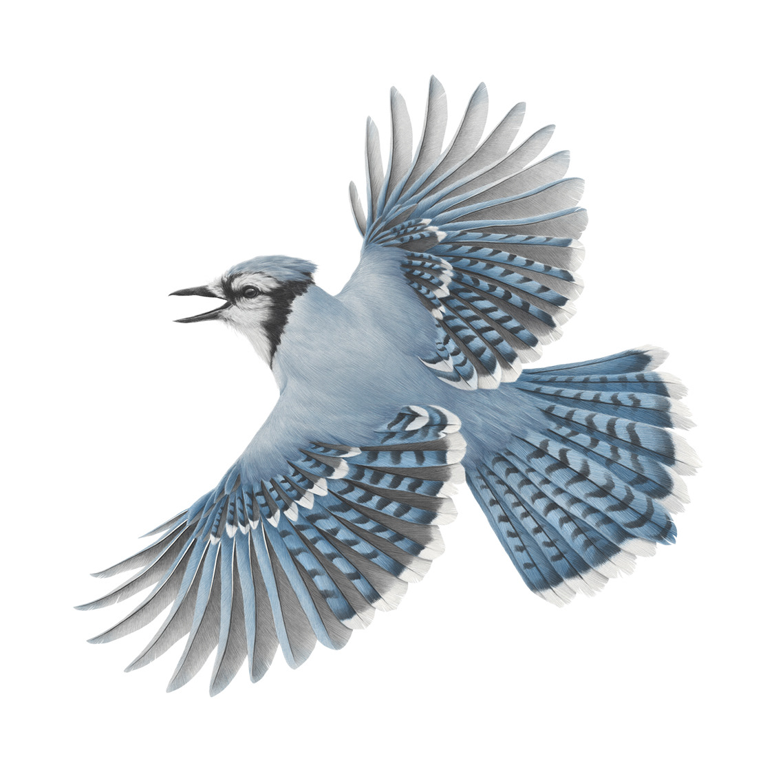 Blue Jay