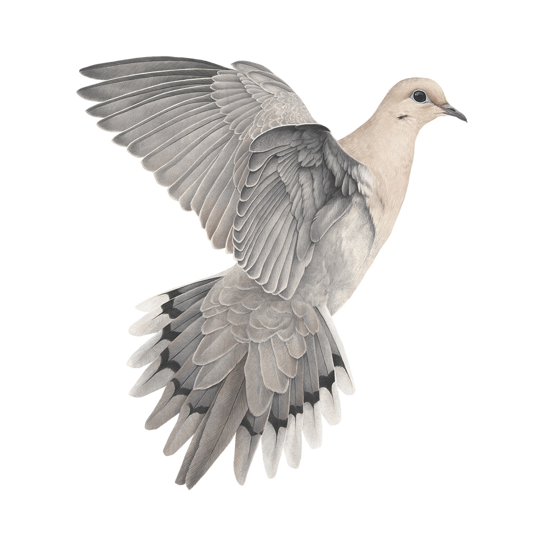 Mourning Dove