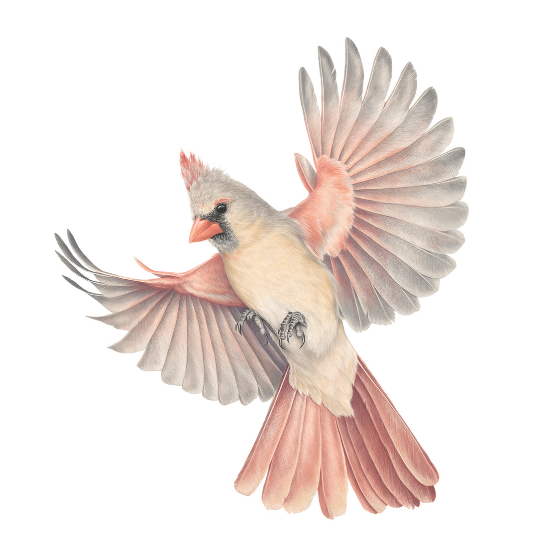 Female Northern Cardinal
