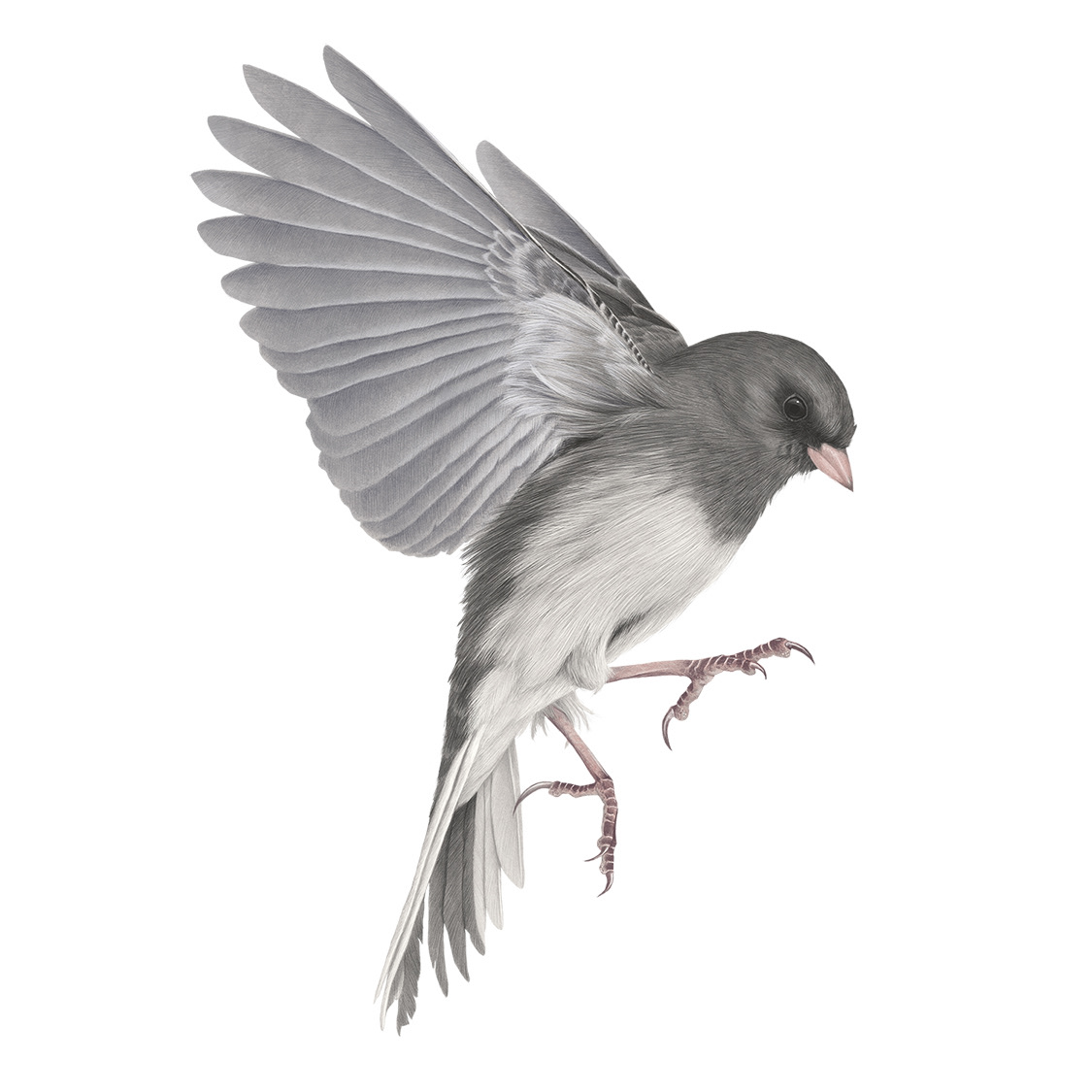 Dark-Eyed Junco