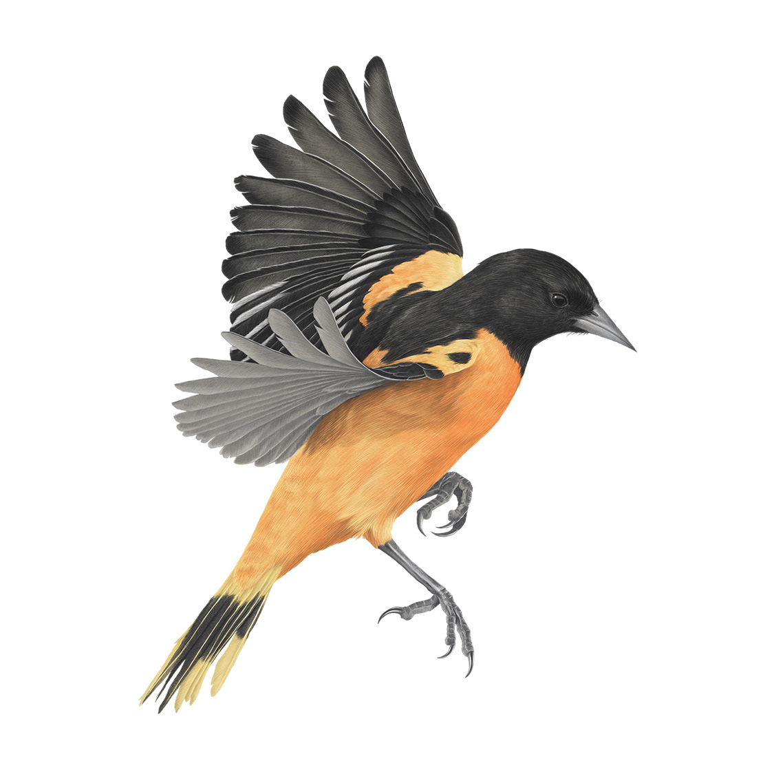 Baltimore Oriole
