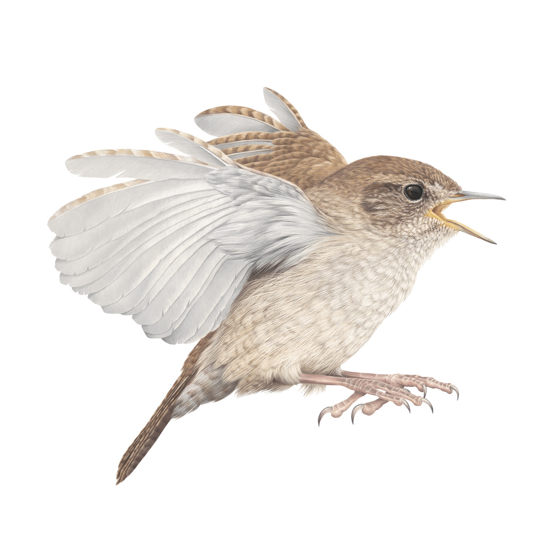 House Wren