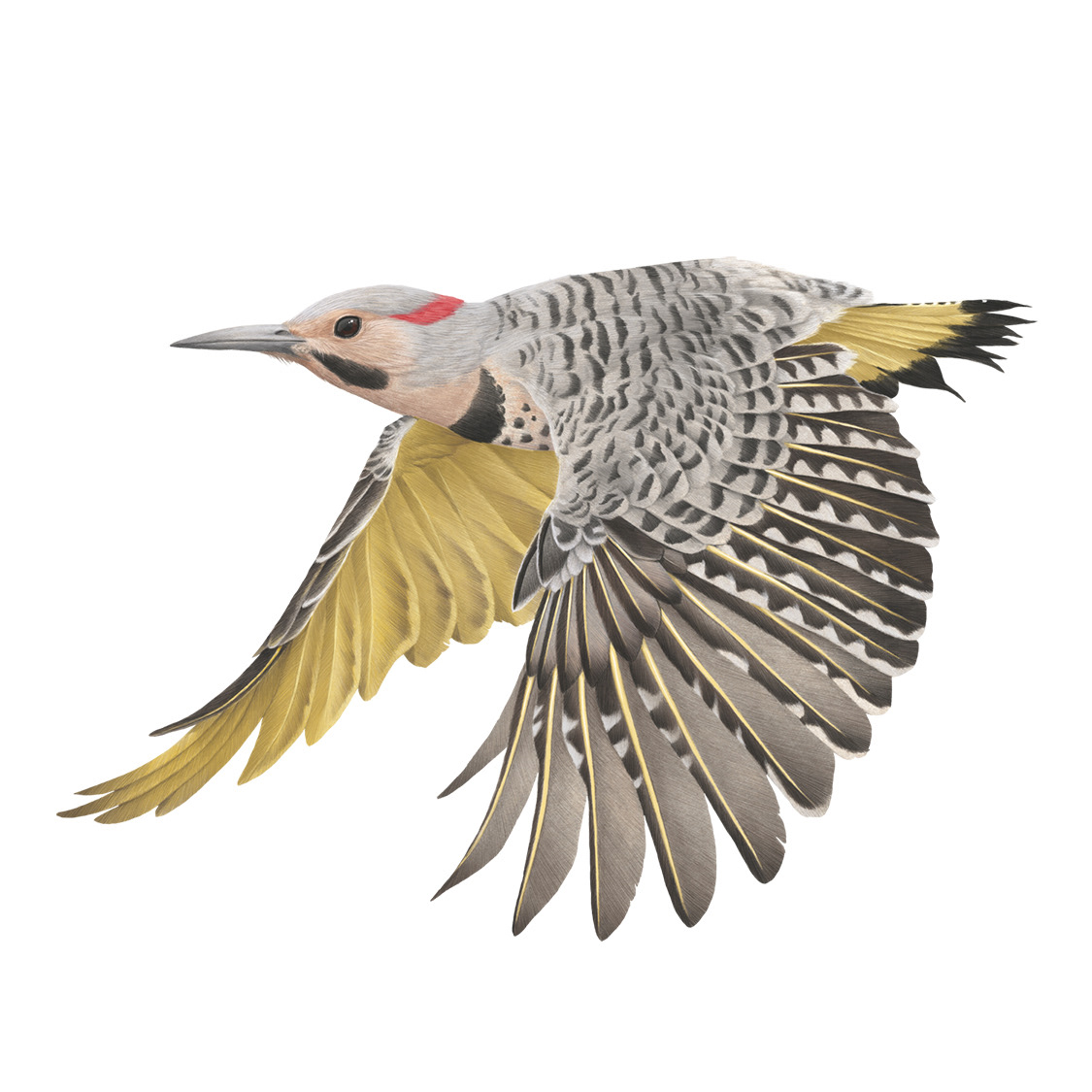 Yellow Shafted Northern Flicker