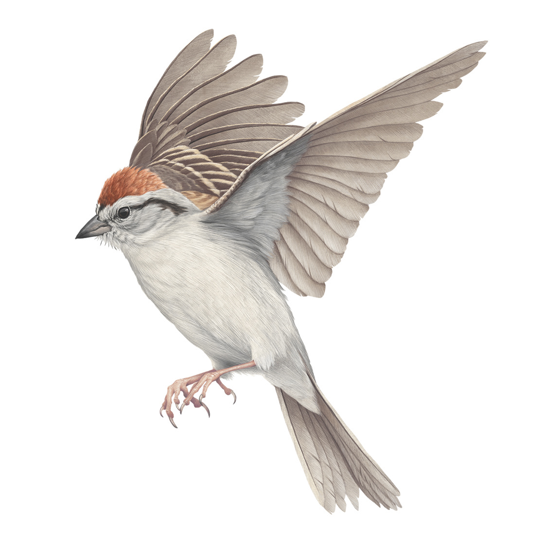 Chipping Sparrow