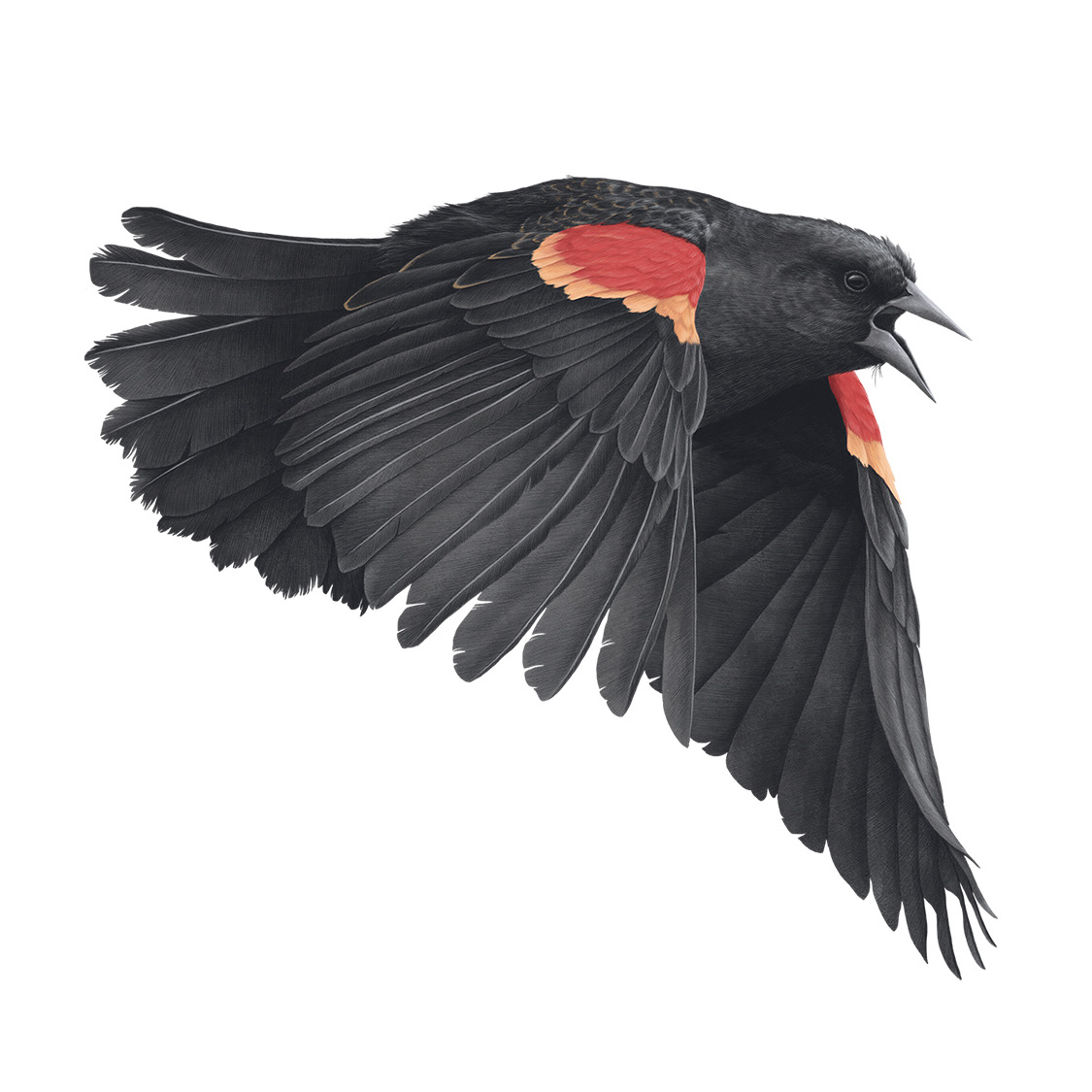 Redwinged Blackbird