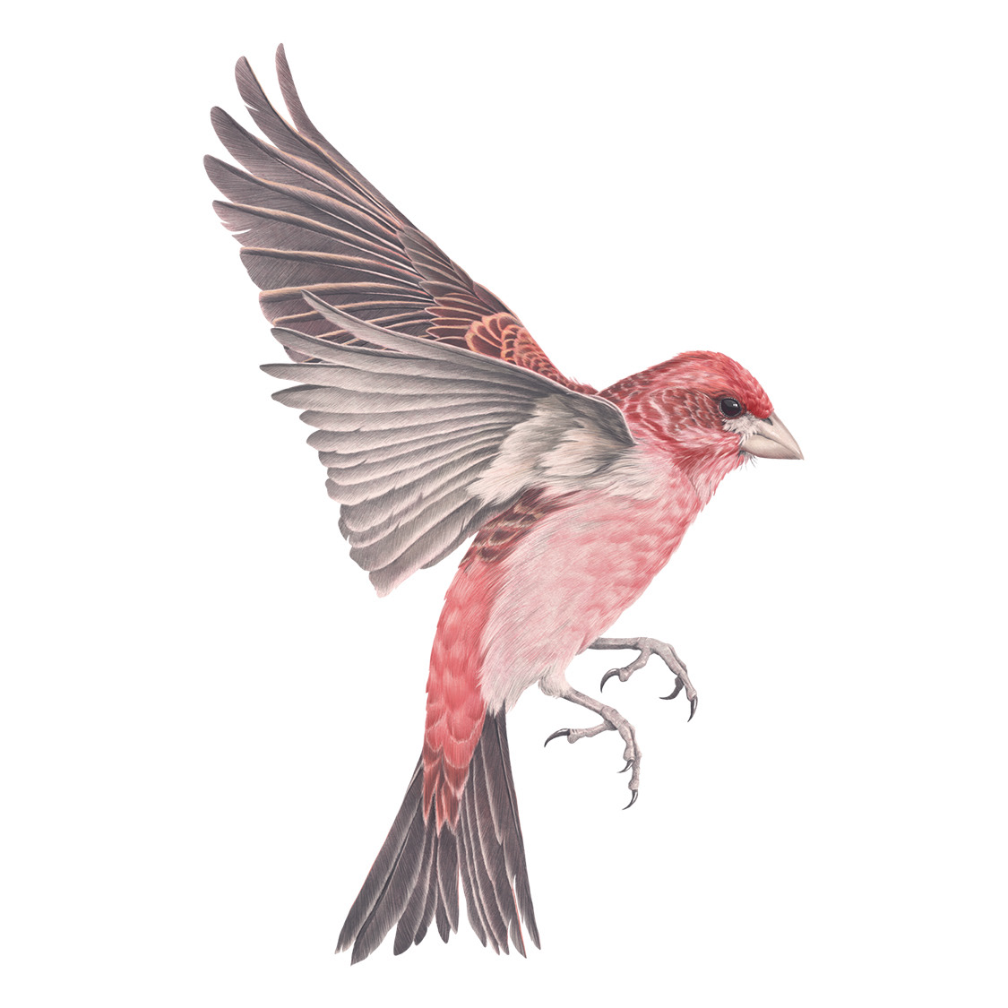 Purple Finch