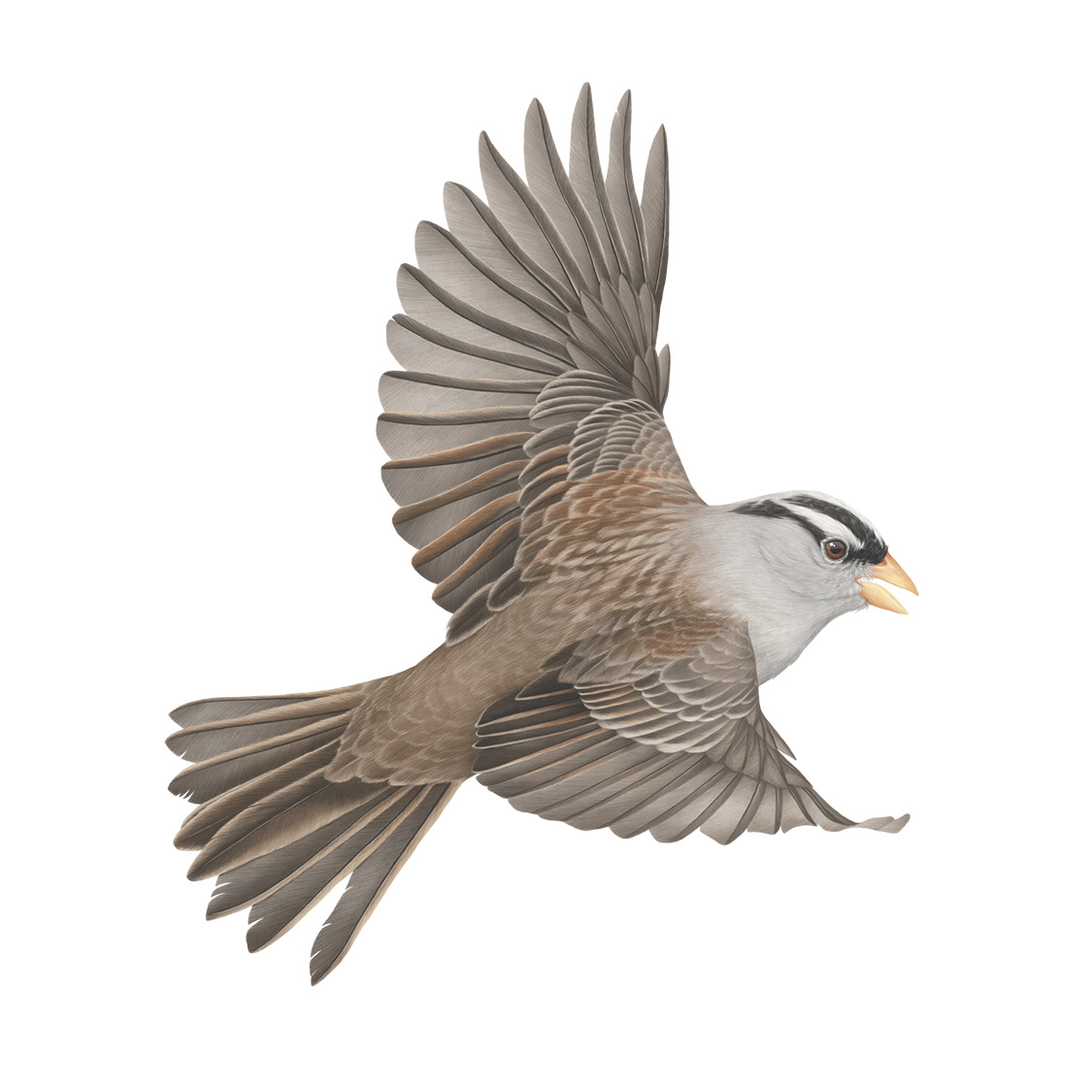 White Crowned Sparrow