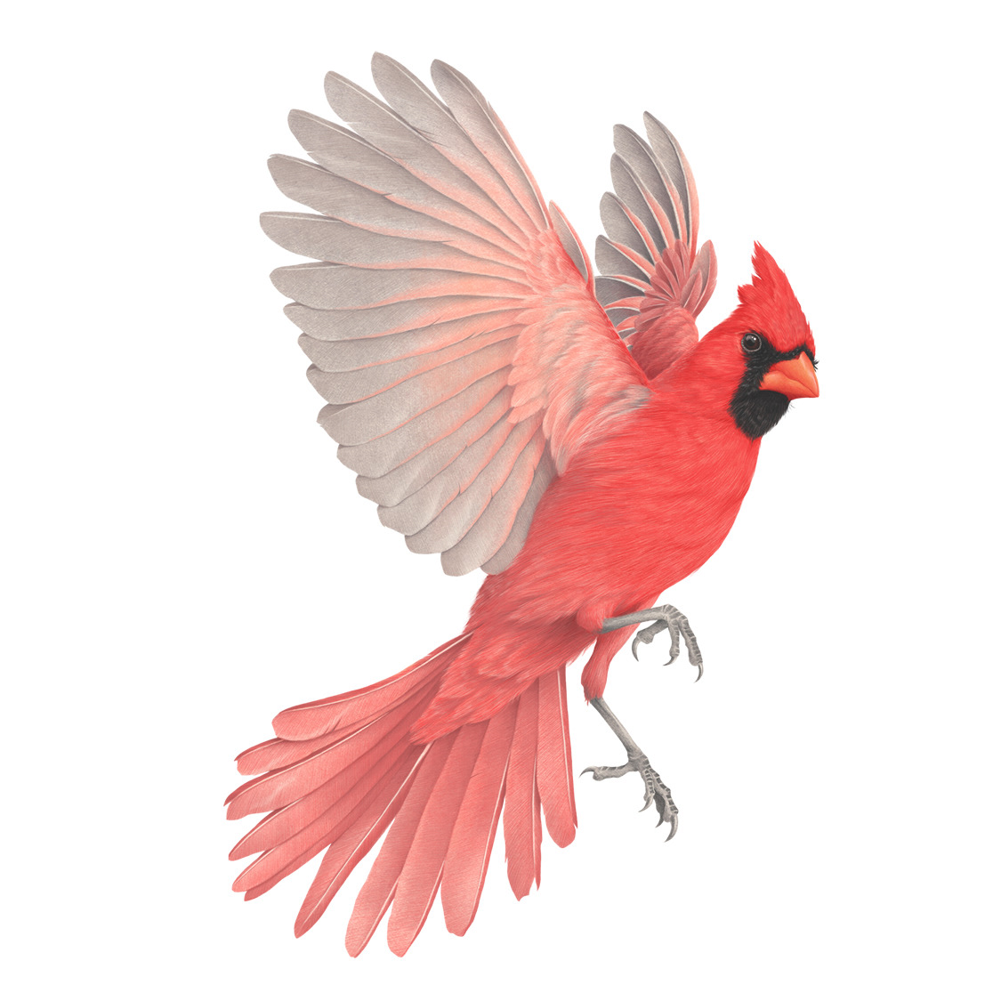 Male Northern Cardinal