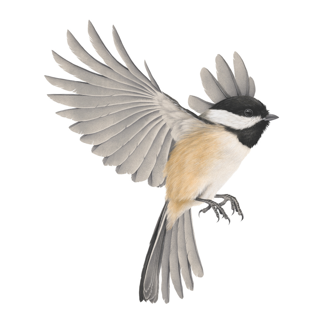 Black Capped Chickadee