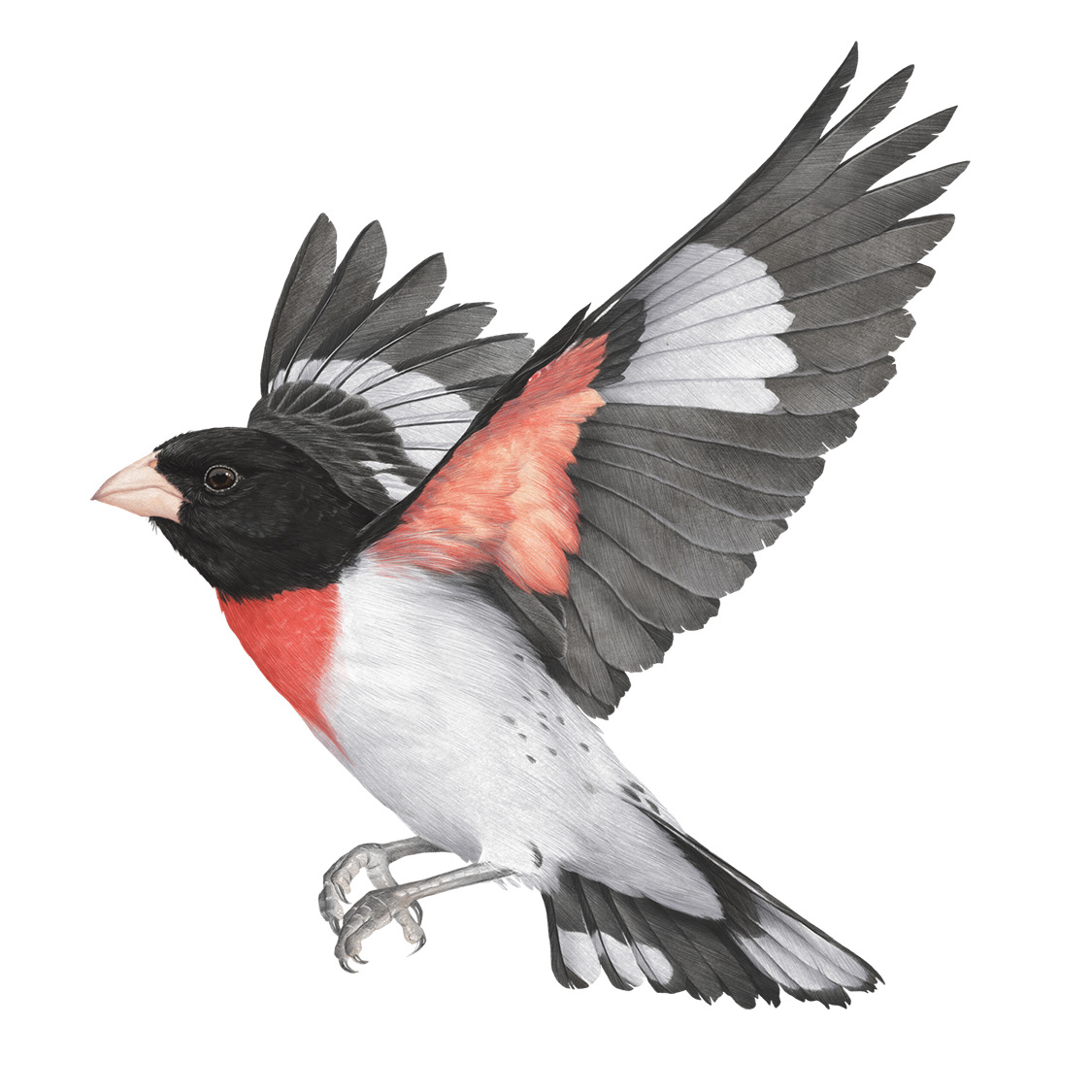 Rose-Breasted Grosbeak